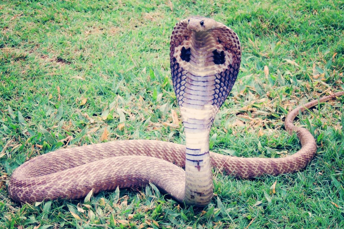 Kind (8) beißt Kobra tot – Giftschlange stirbt durch Kinderbiss