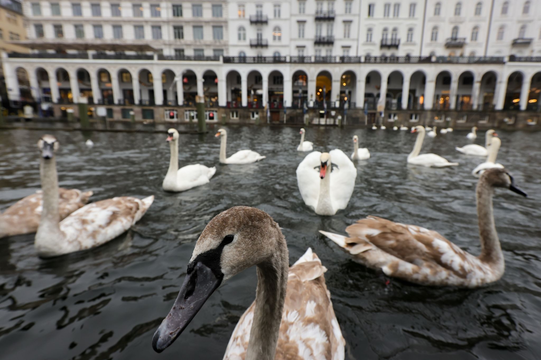 Alsterschwäne beziehen ihr Winterquartier
