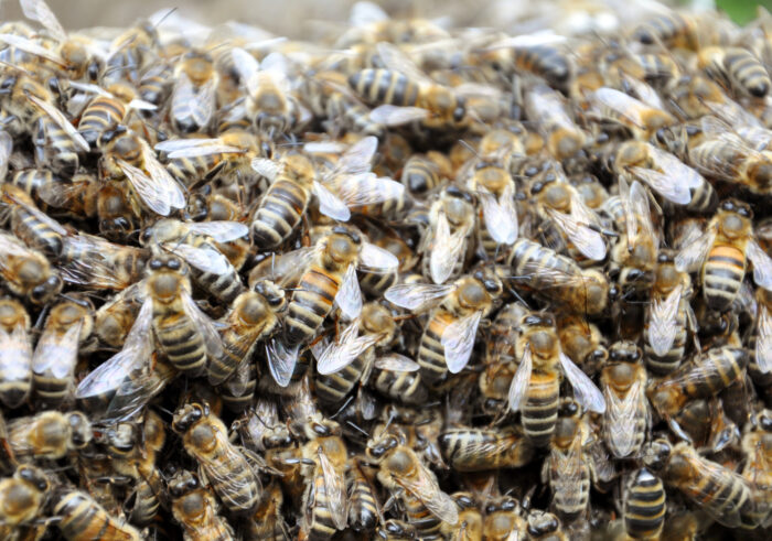 Bienenschwarm fällt über Mann her - TOT