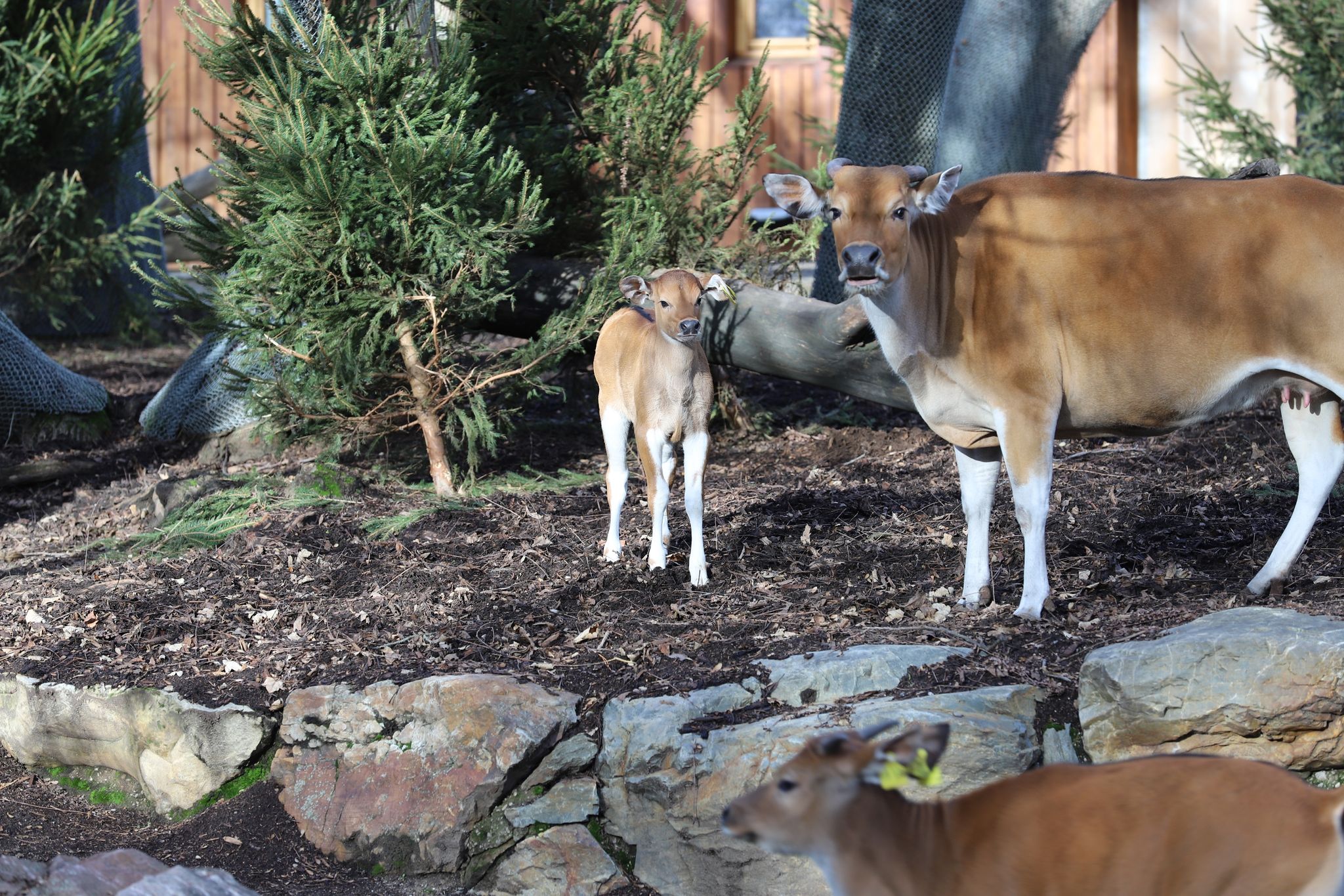 Hermann der Schöne tollt durch den Kölner Zoo