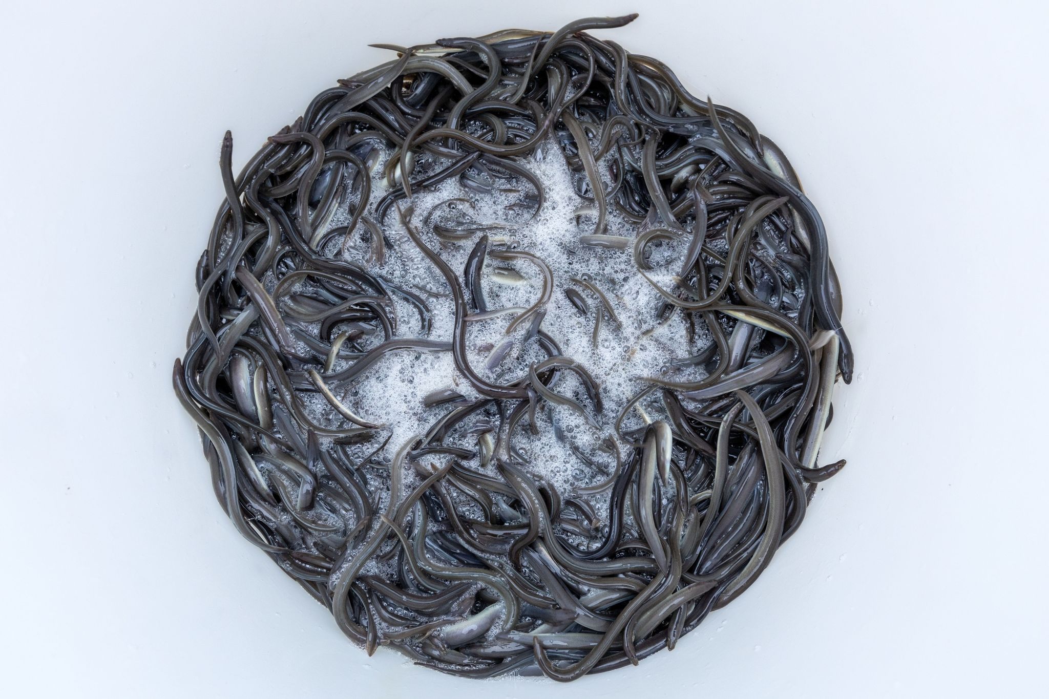 Bedroht: Umweltschützer drängen auf mehr Aal-Schutz