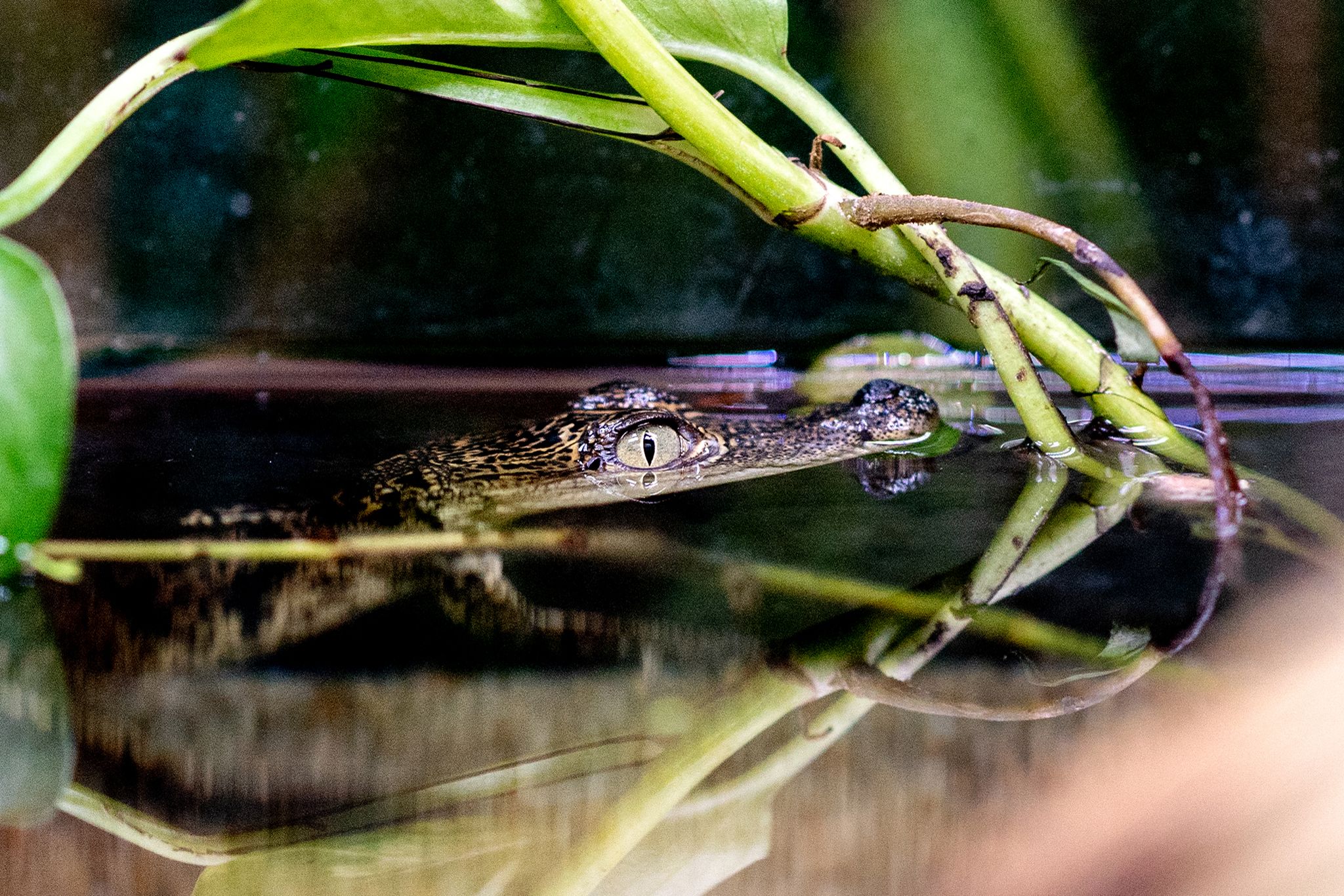 Kleiner Privatzoo sucht Paten für Krokodilbaby