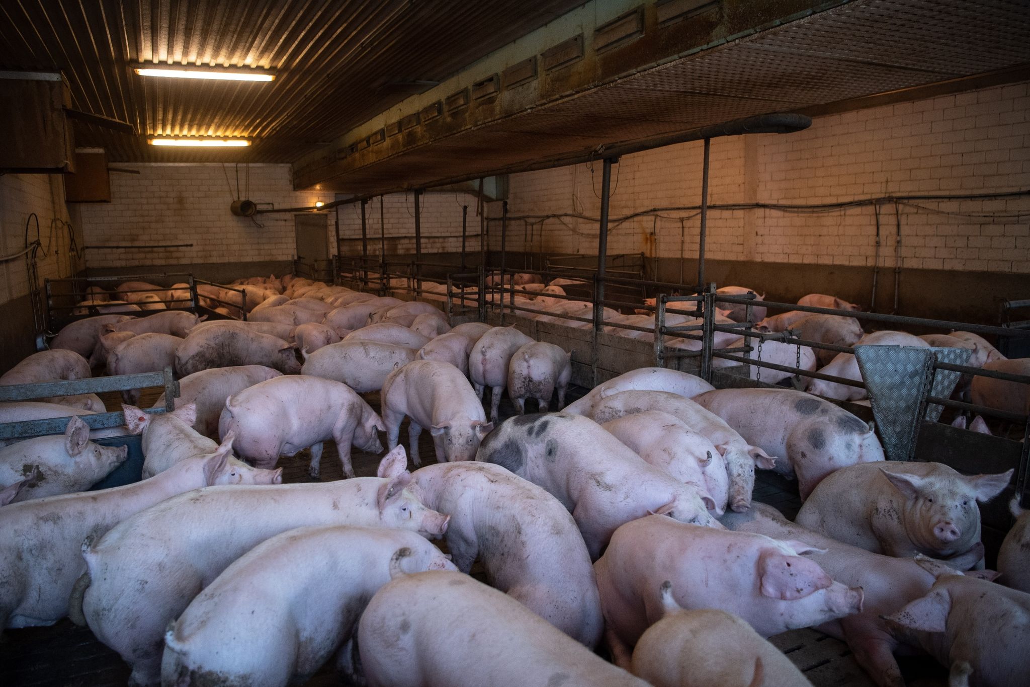Strengere Regeln für Antibiotika-Einsatz bei Nutztieren