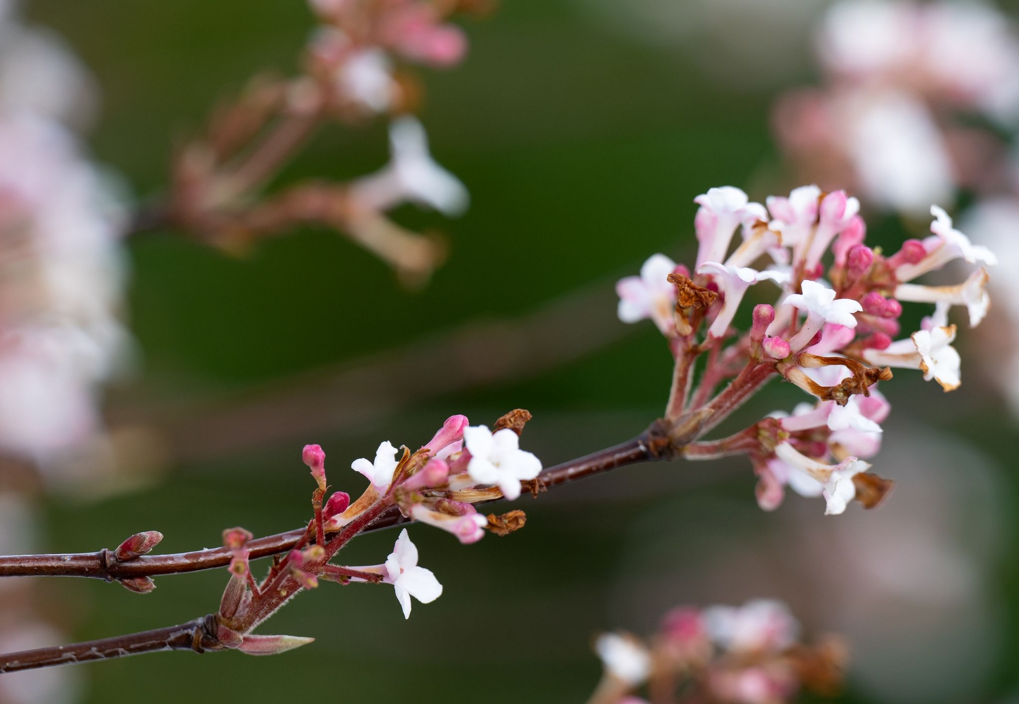 Wetter an Silvester rekordverdächtig mild