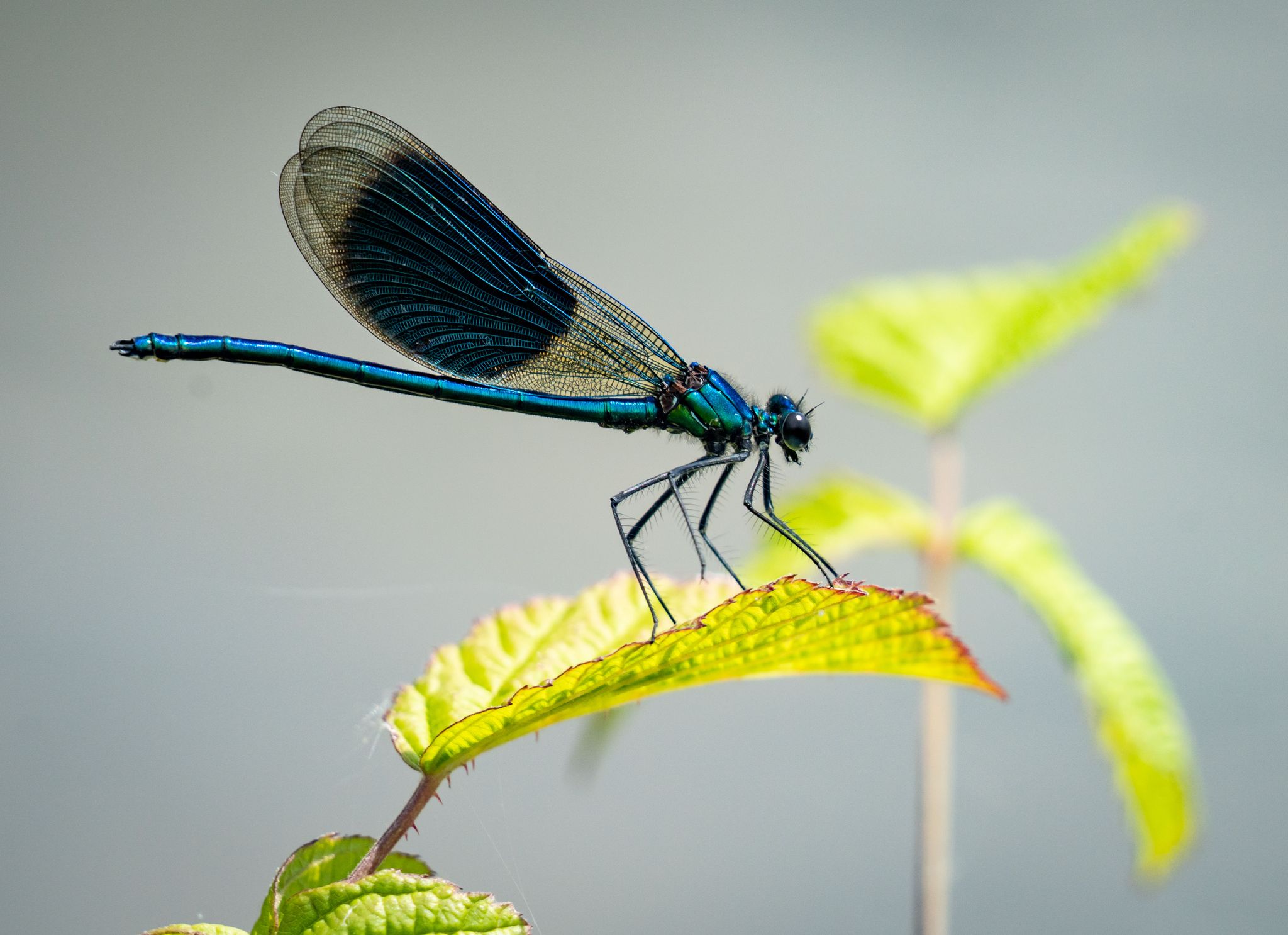 Flink: Die Tieraugen mit der höchsten zeitlichen Auflösung