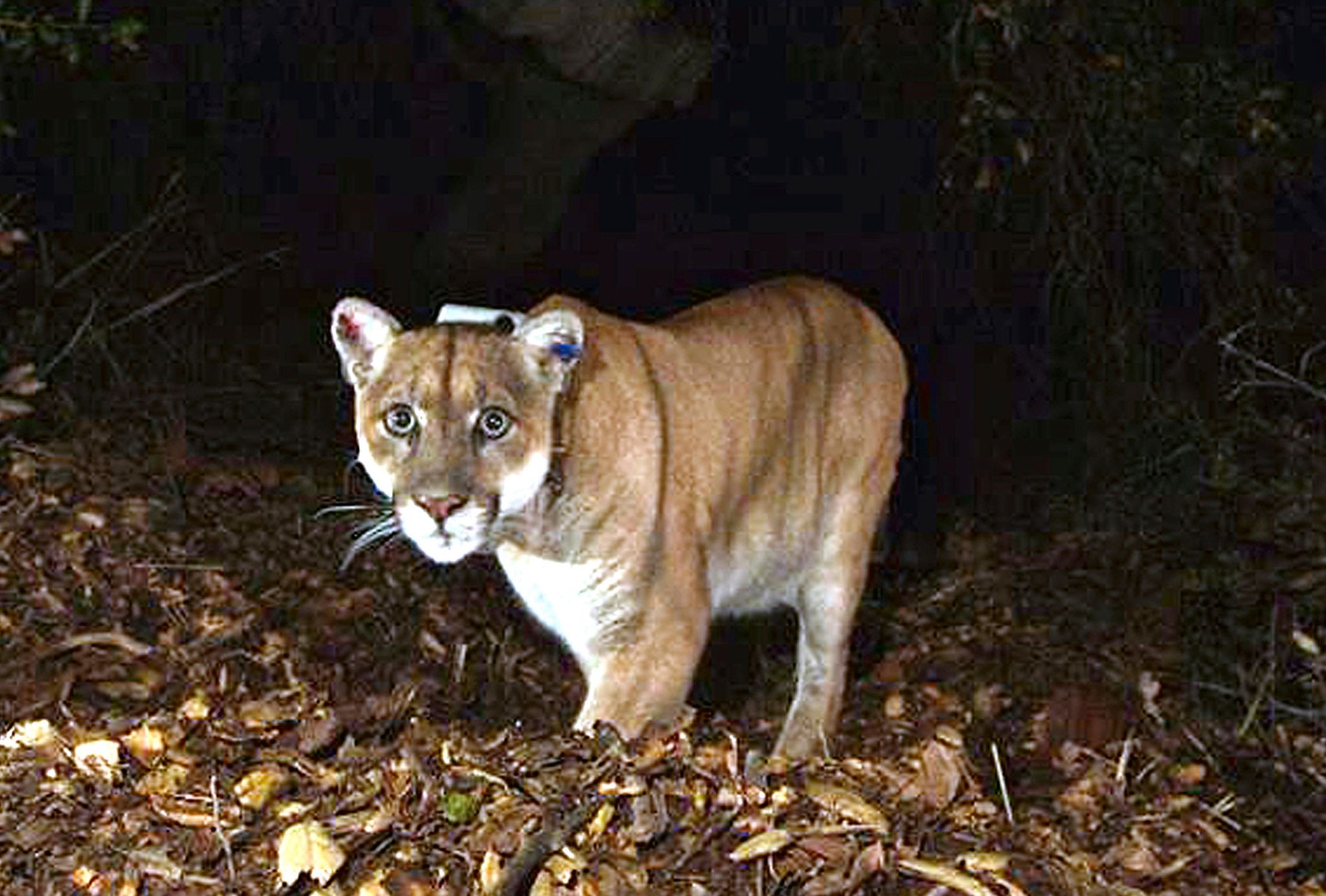 Beliebter wild lebender Puma aus Los Angeles eingeschläfert