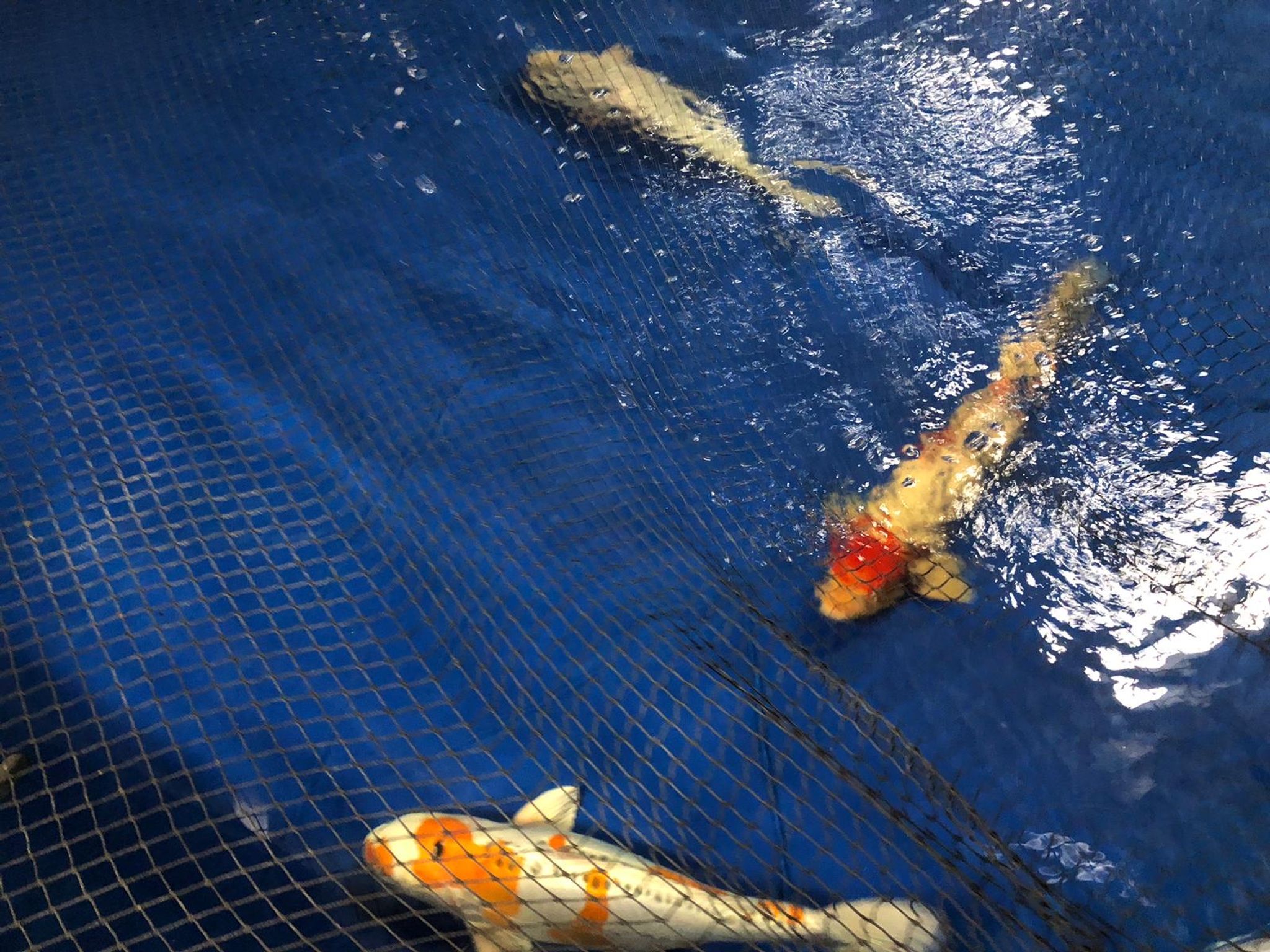 Geplatztes Aquarium: Viele Fische werden in Zoo behandelt