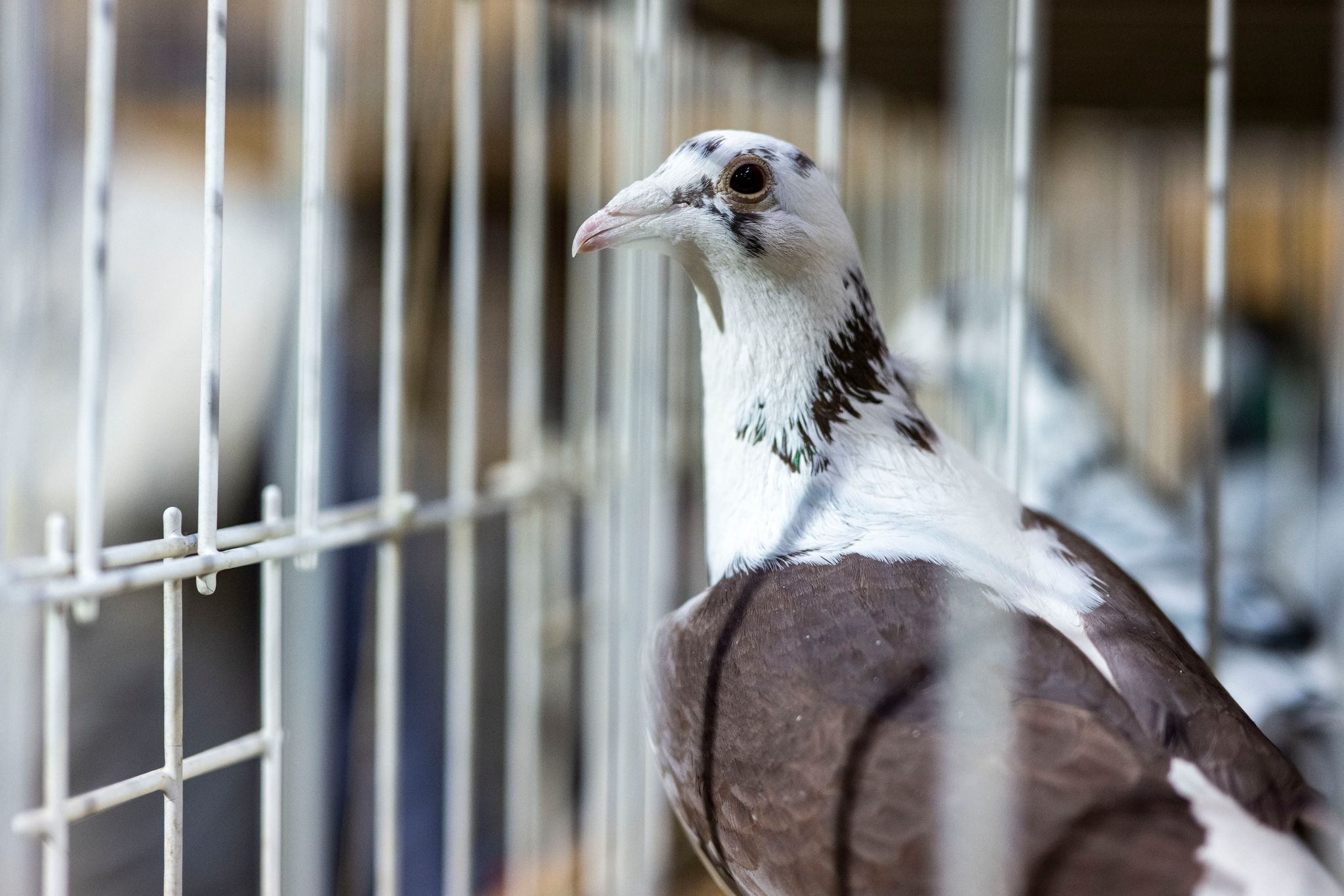 Schönheitswettbewerb der Brieftauben: Taube aus Bayern siegt