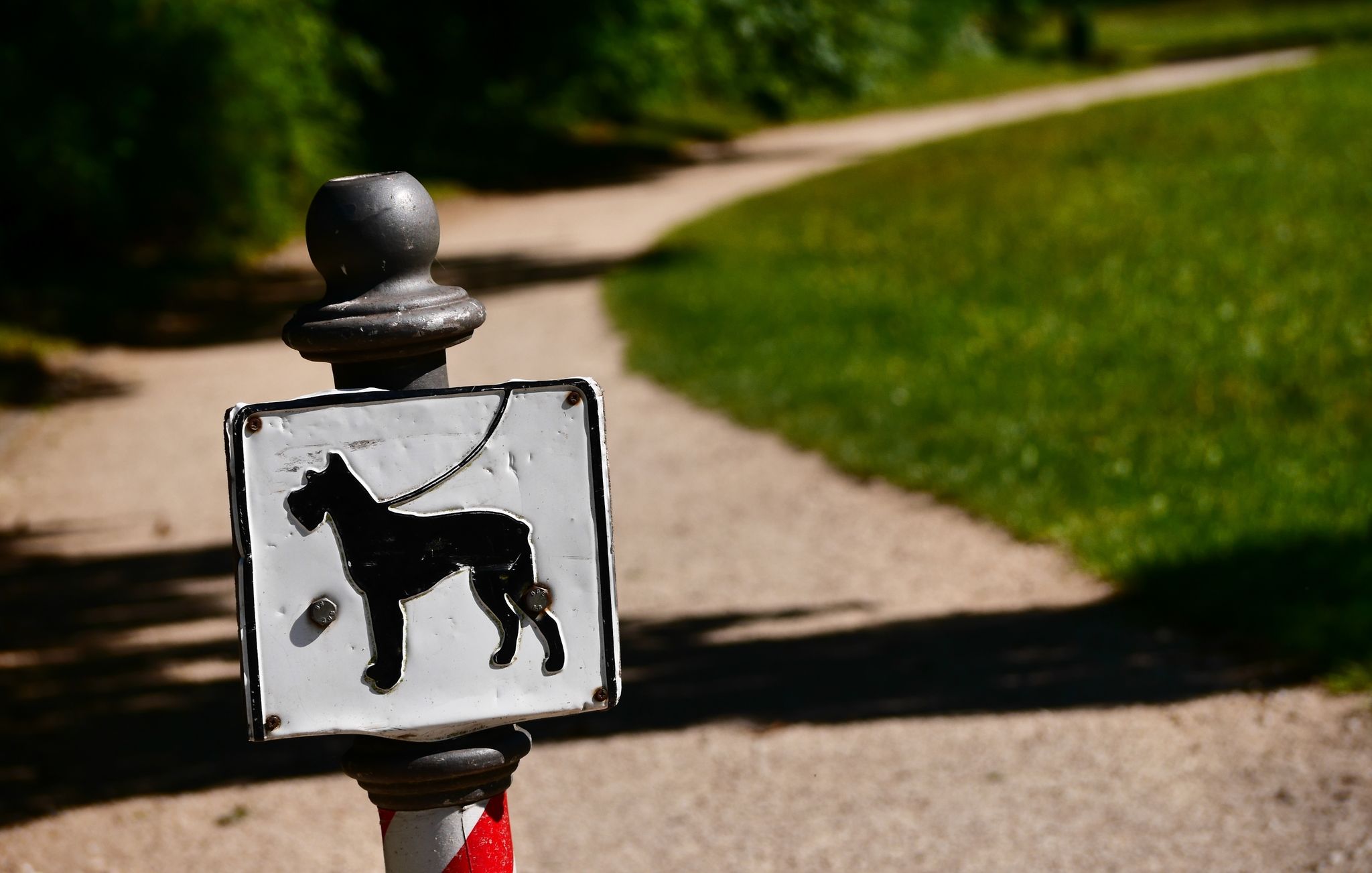 Verschollener Hund nach sieben Jahren mit Familie vereint