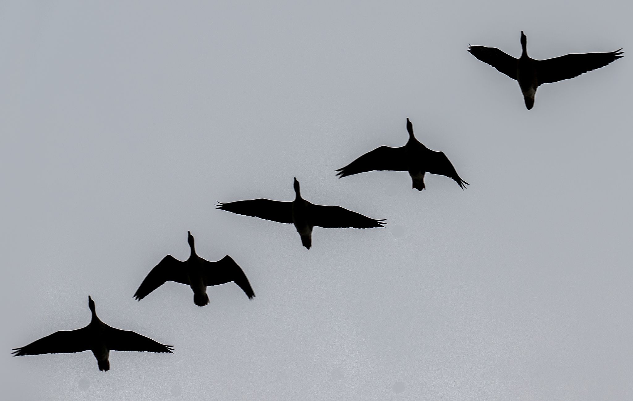 Wildgänse lange gestresst von Silvesternacht