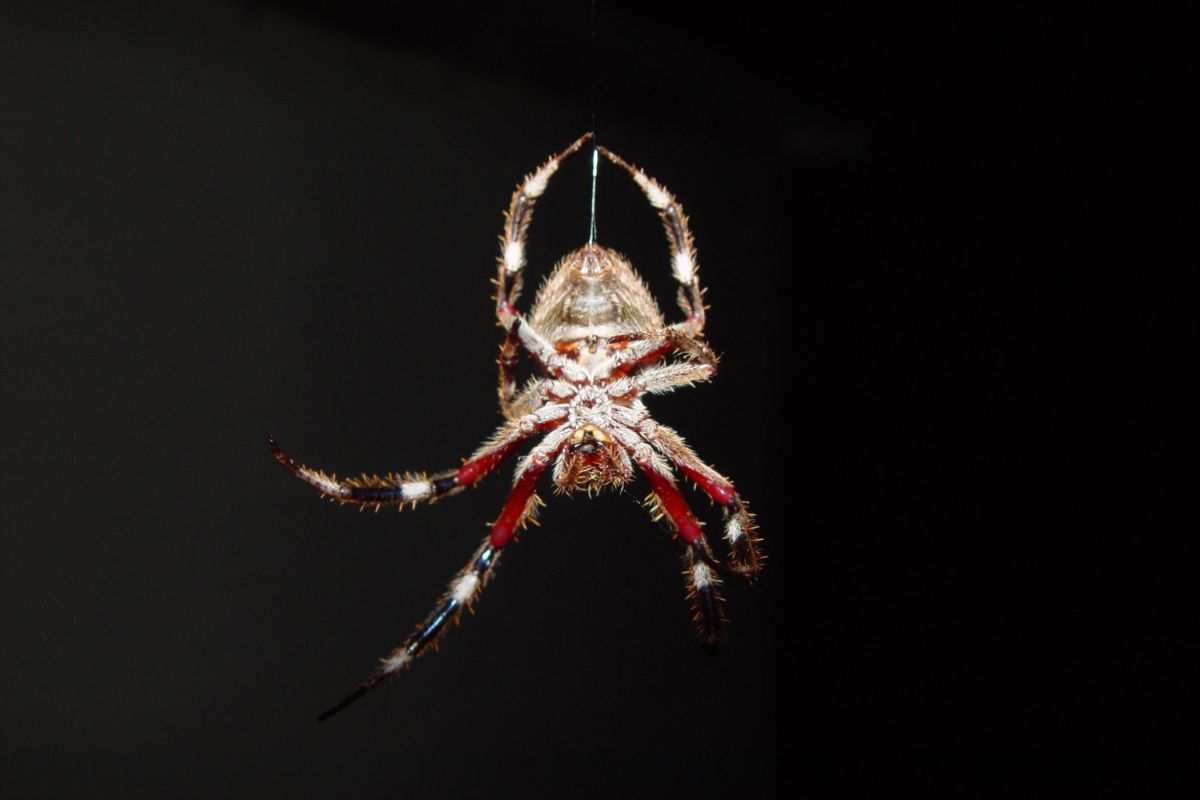 Student (19) stirbt nach Spinnenbiss