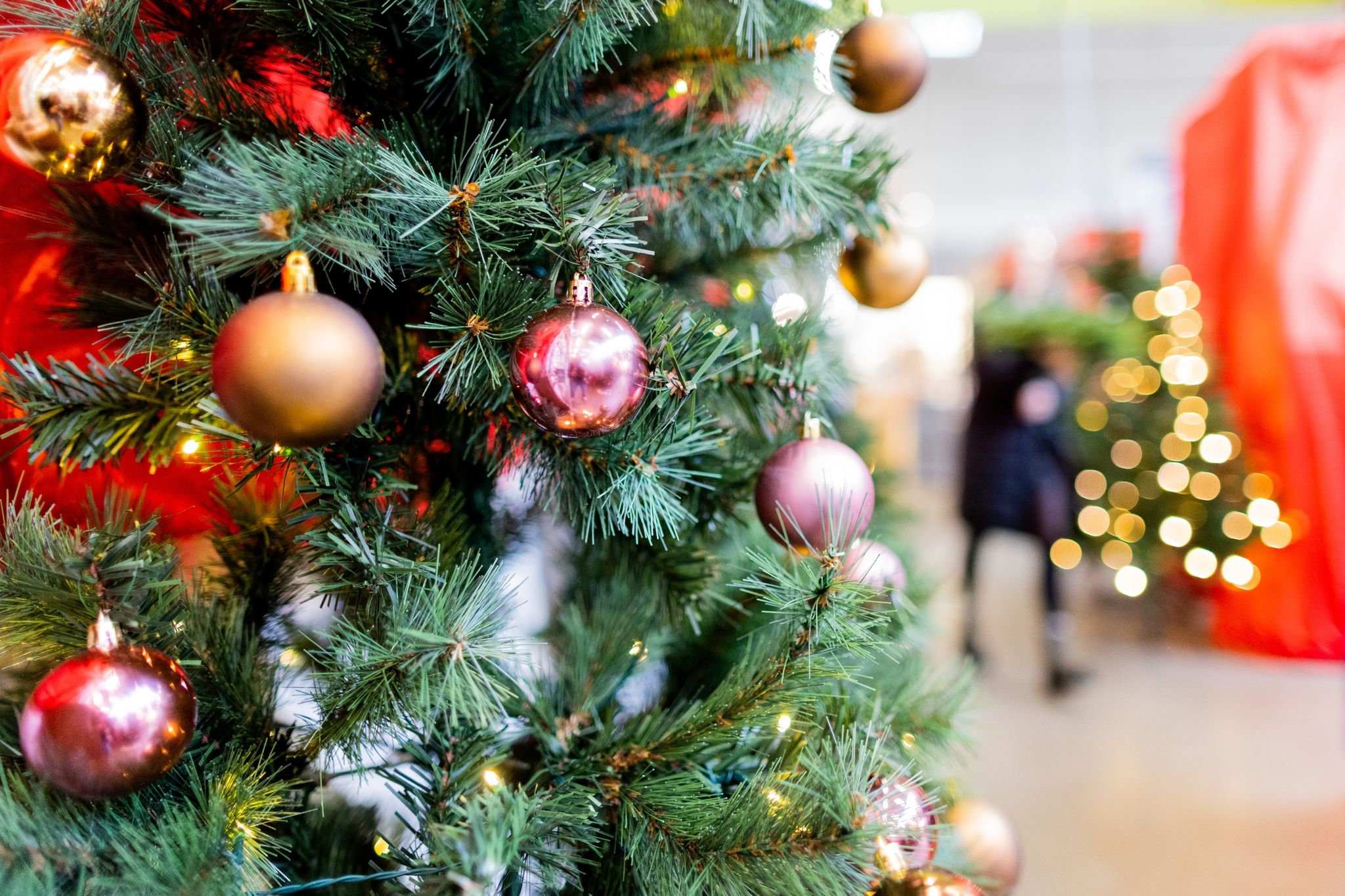 Klima: Welcher Weihnachtsbaum ist der umweltfreundlichste?