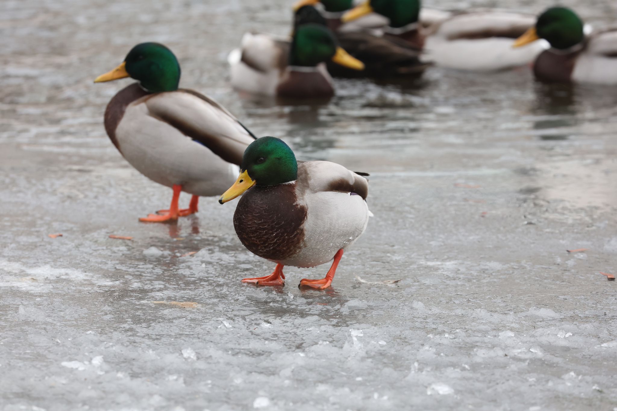 Glatteis weiter möglich, weiße Weihnachten eher nicht