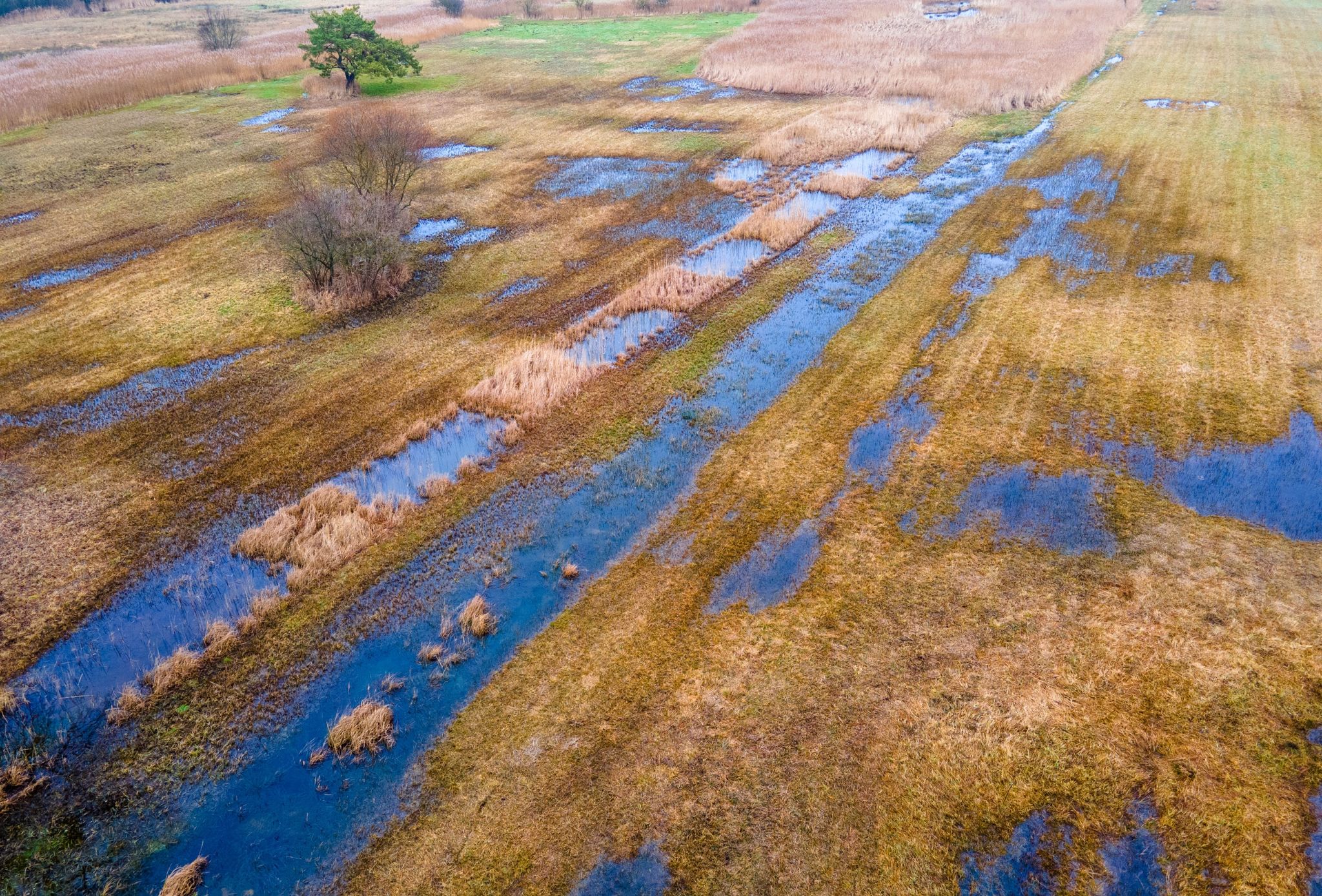 Warum das Schwinden der Moore so brisant ist