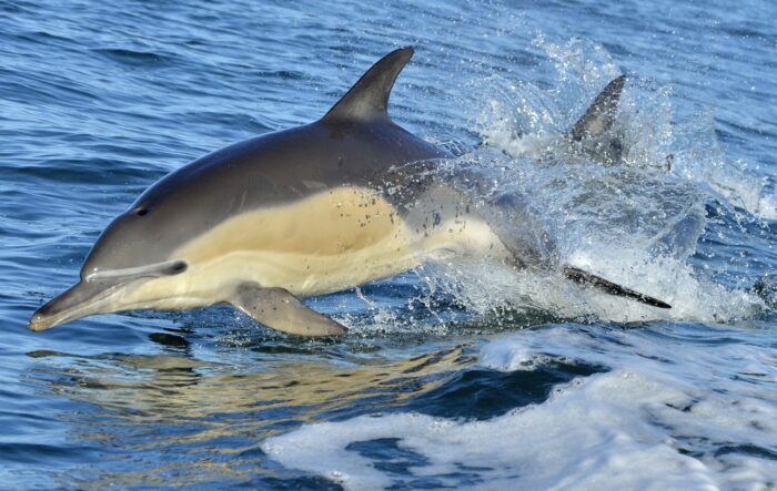 Delfine im Wasser