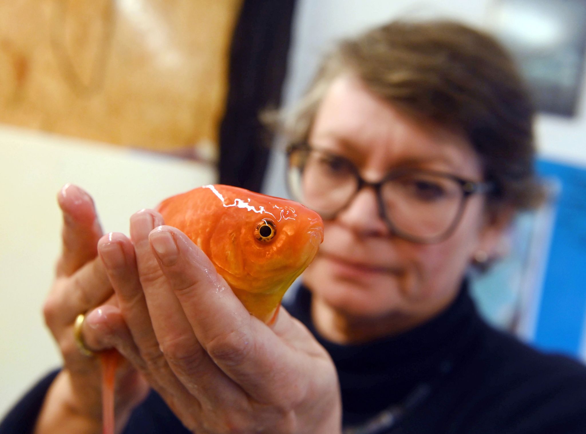 Fachtierärzte warnen vor «Notstand»: Fische gefährdet