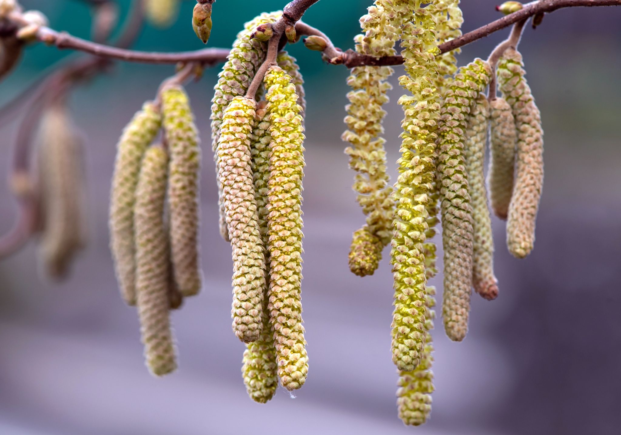 Haselnusssträucher blühen immer früher