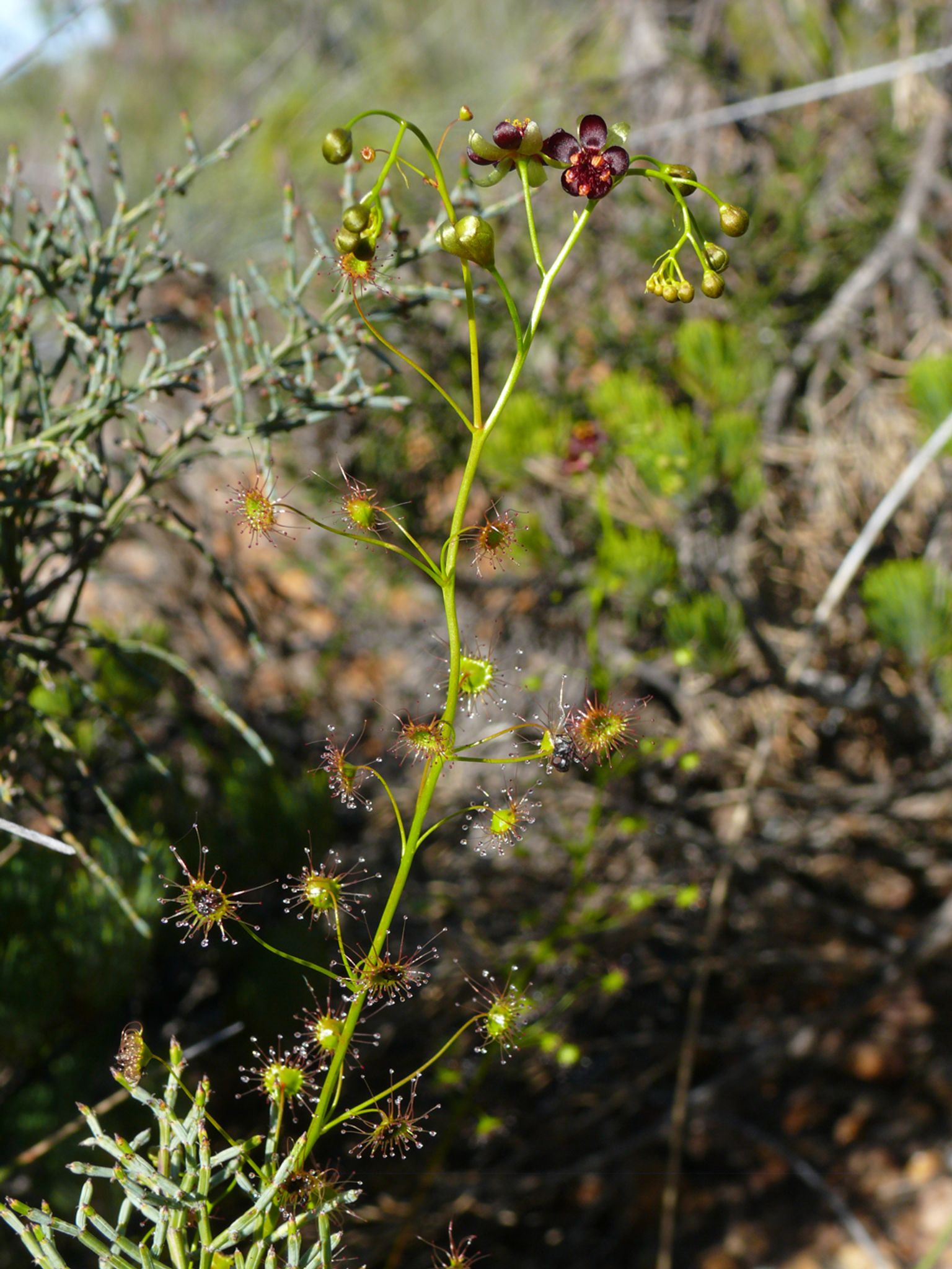 Botaniker entdecken neue fleischfressende Pflanzen
