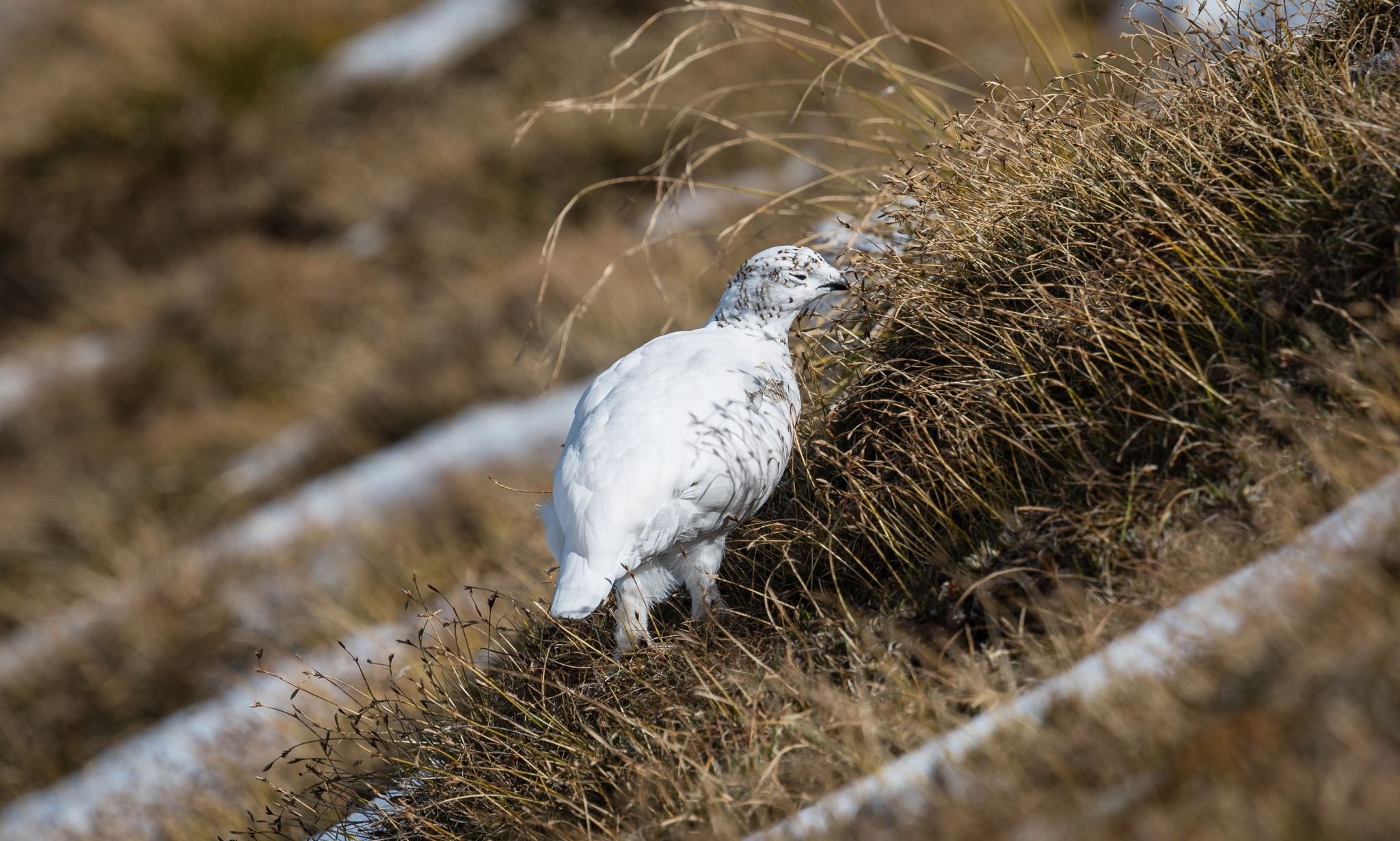 Die Leiden der Alpentiere im milden Winter