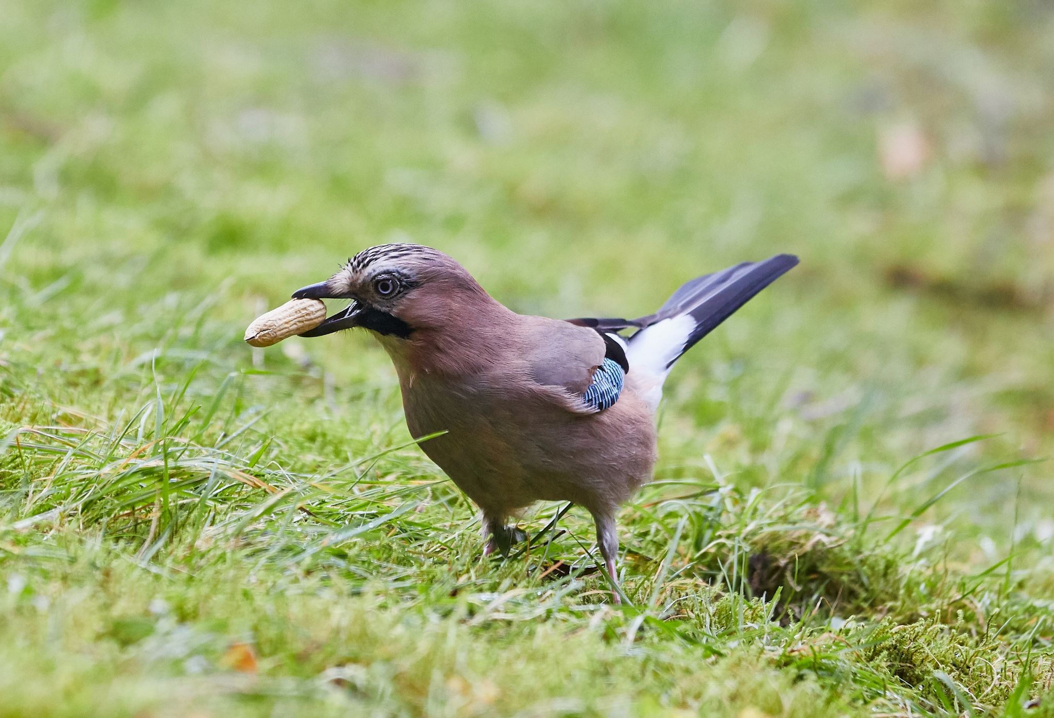 Wintervögel in Deutschlands Gärten machen sich rar