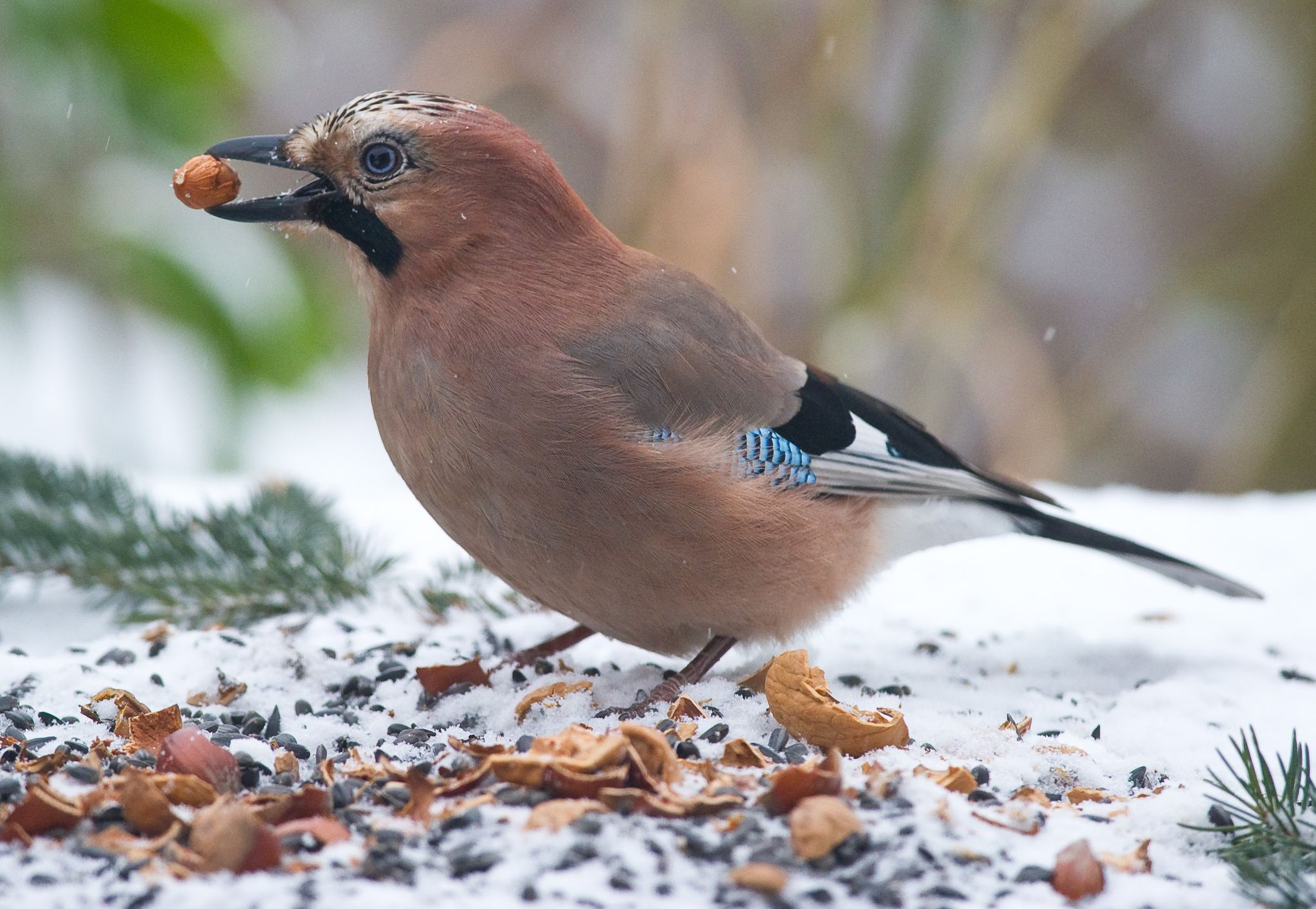 Bevölkerung zählt Wintervögel – hat Mastjahr Folgen?