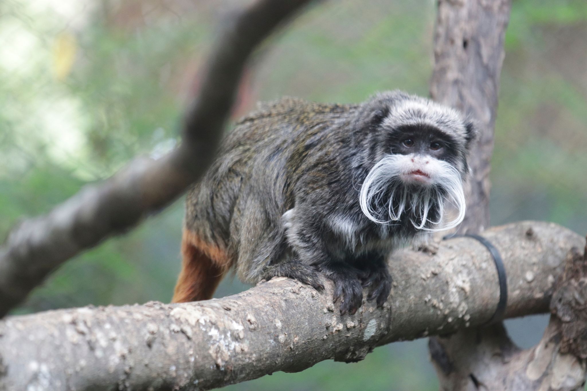 Rätselhafte Vorfälle in Zoo: Zwei Affen verschwunden
