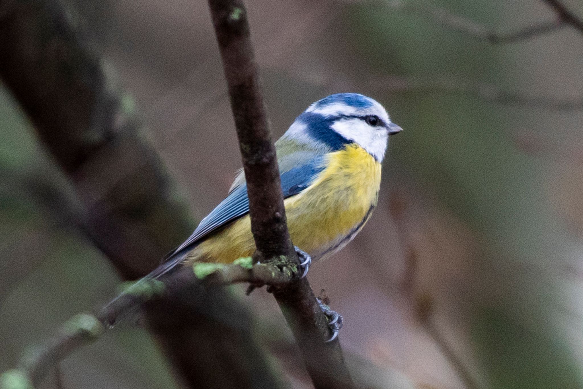 Weniger Vögel bei Zählaktion gesichtet