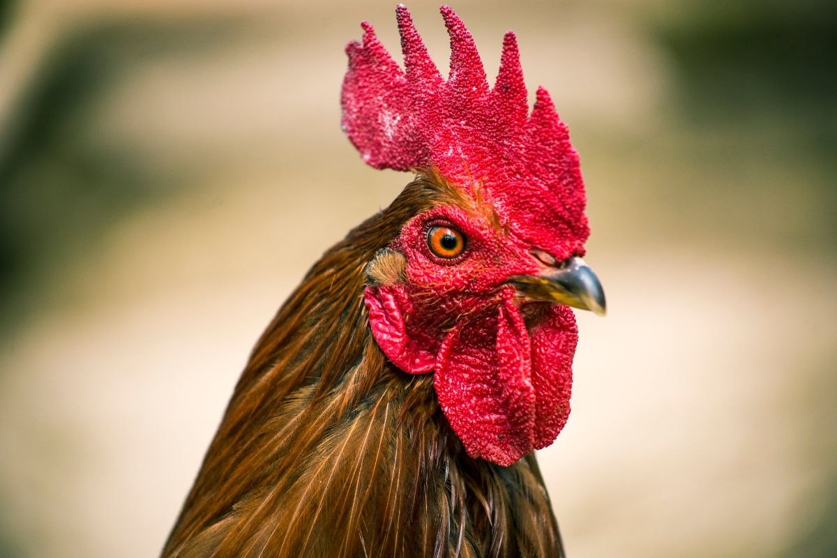 Zwei Tote durch „bewaffnete“ Hühner