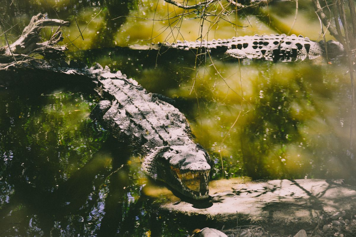 Alligator-Angriff in Florida: Mann von Reptil getötet – Einsatzteams tief betroffen