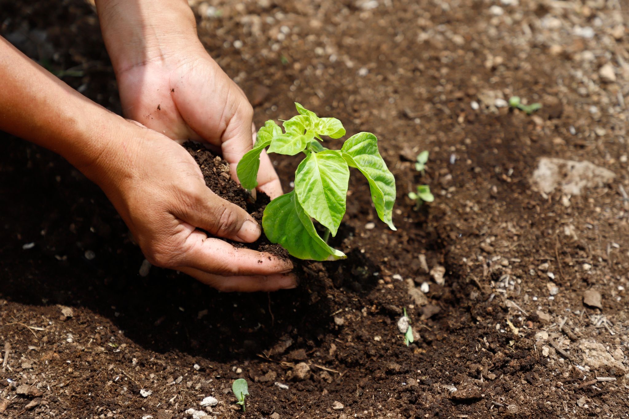 Forscher sehen enormen Aufholbedarf bei CO2-Entnahme