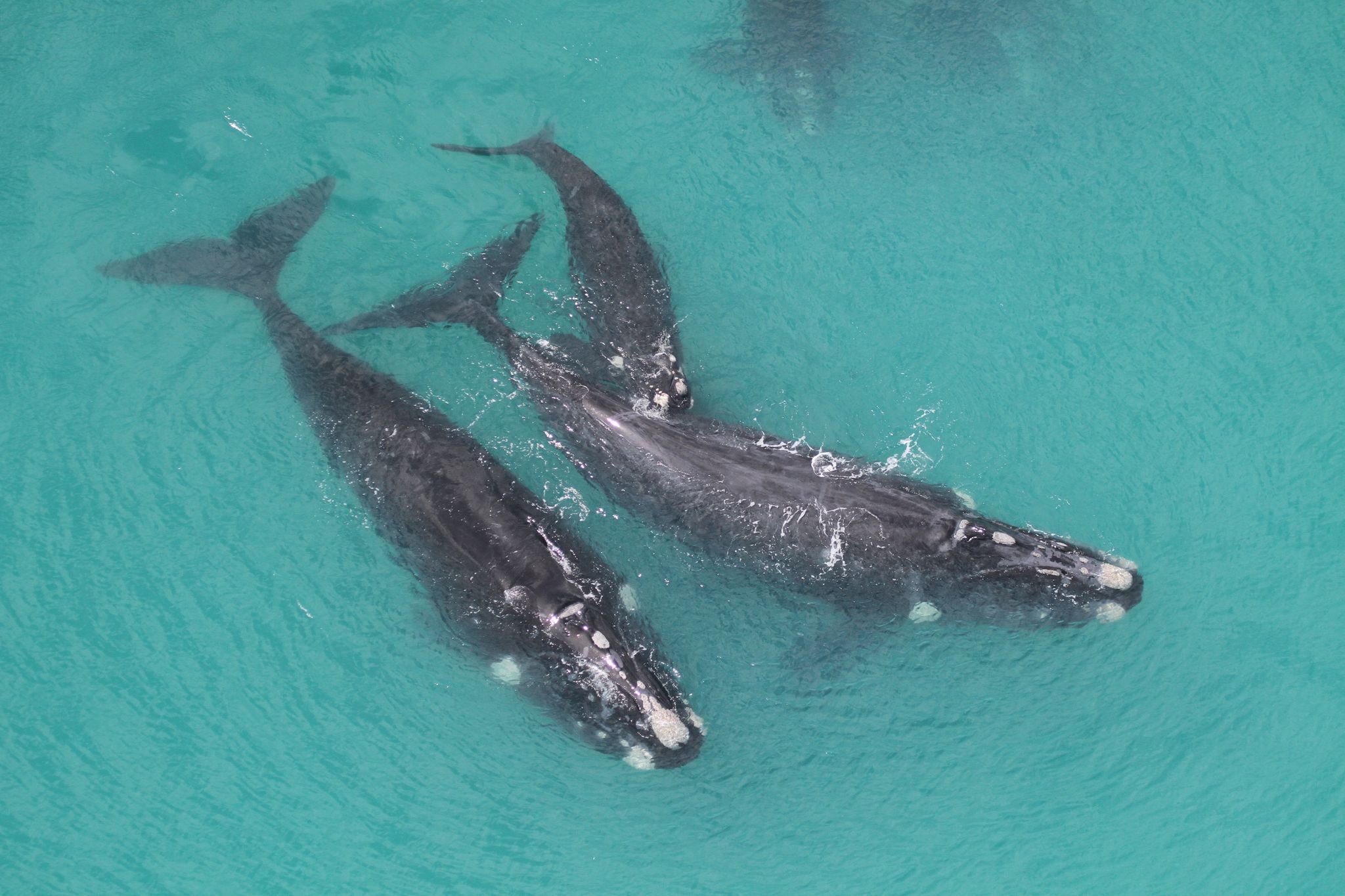 Frühwarnsystem der Ozeane: Wale von vielen Seiten gefährdet
