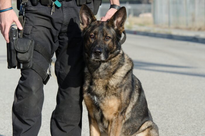 Symbolbild: Polizeihund