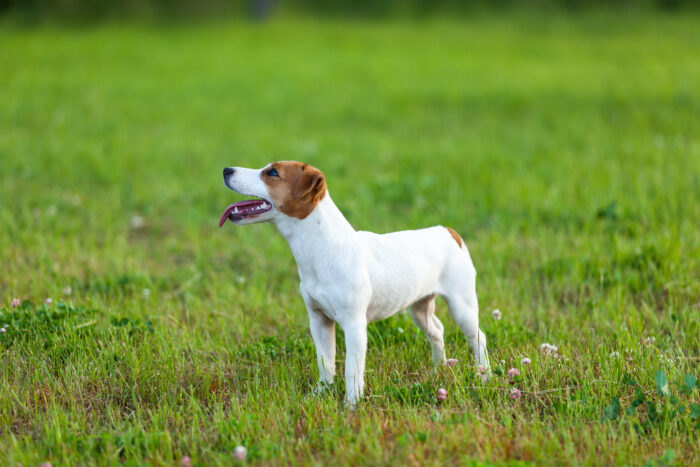 Symbolbild: Schöner posierender Jack Russel Terrier