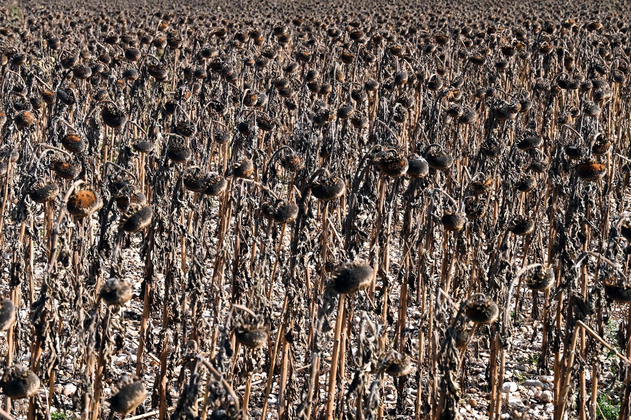 Zweiter Dürre-Sommer erwartet – Extreme Hitze und Wassermangel