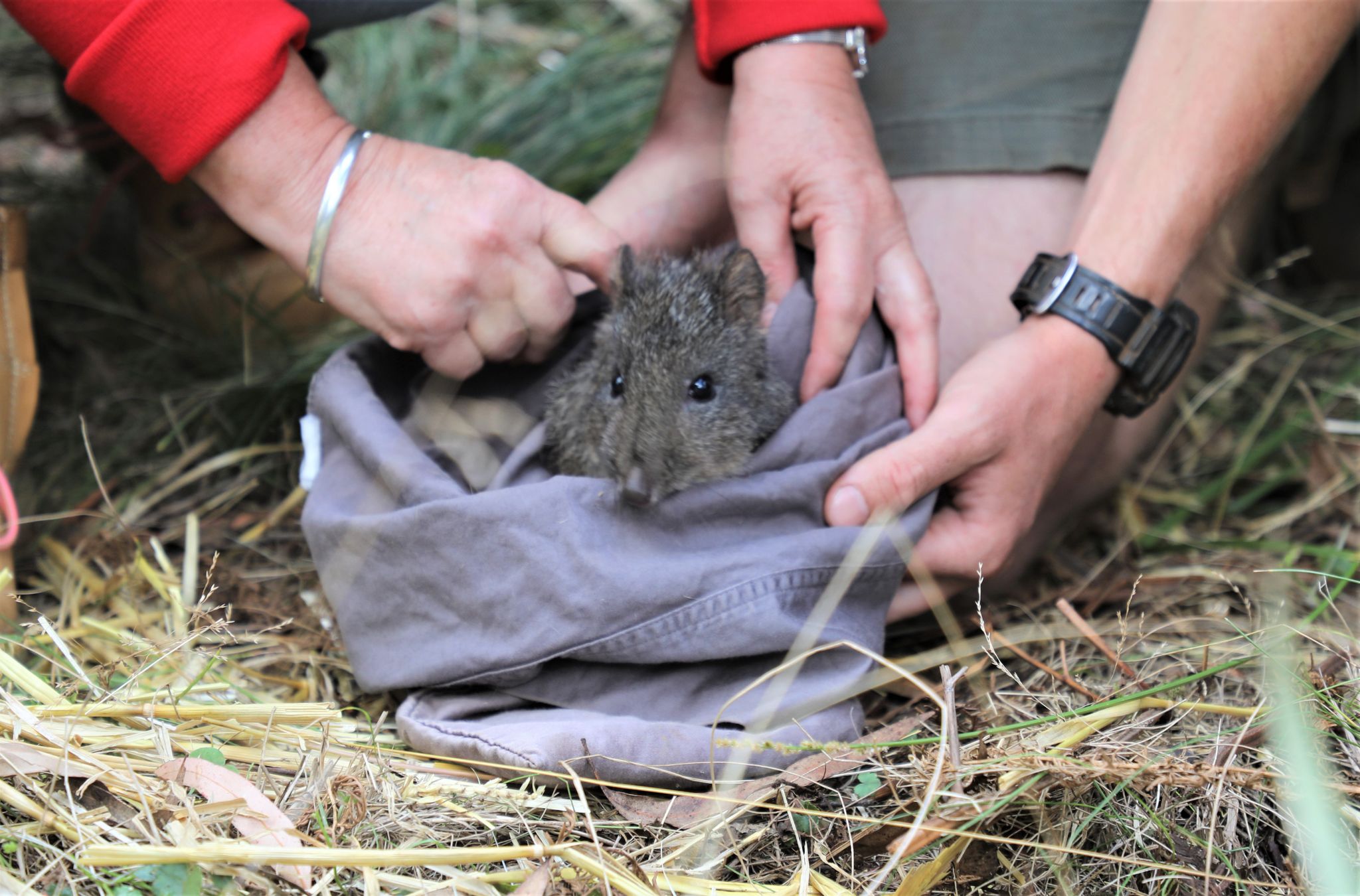 Kaninchenkängurus in Australien ausgewildert