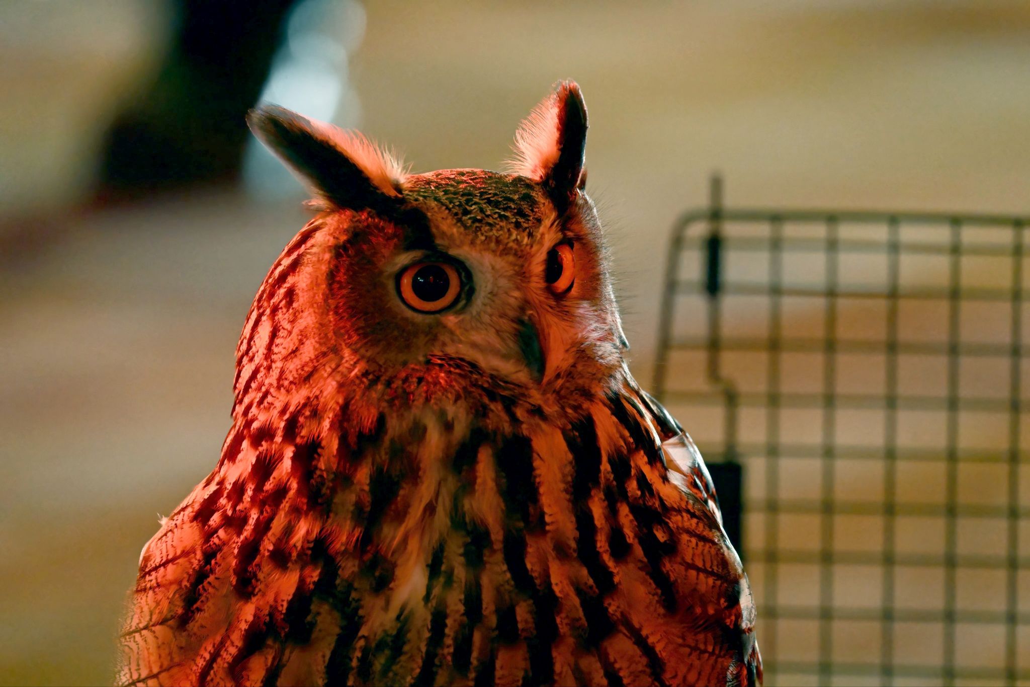Dringend gesucht: Uhu aus Zoo entkommen
