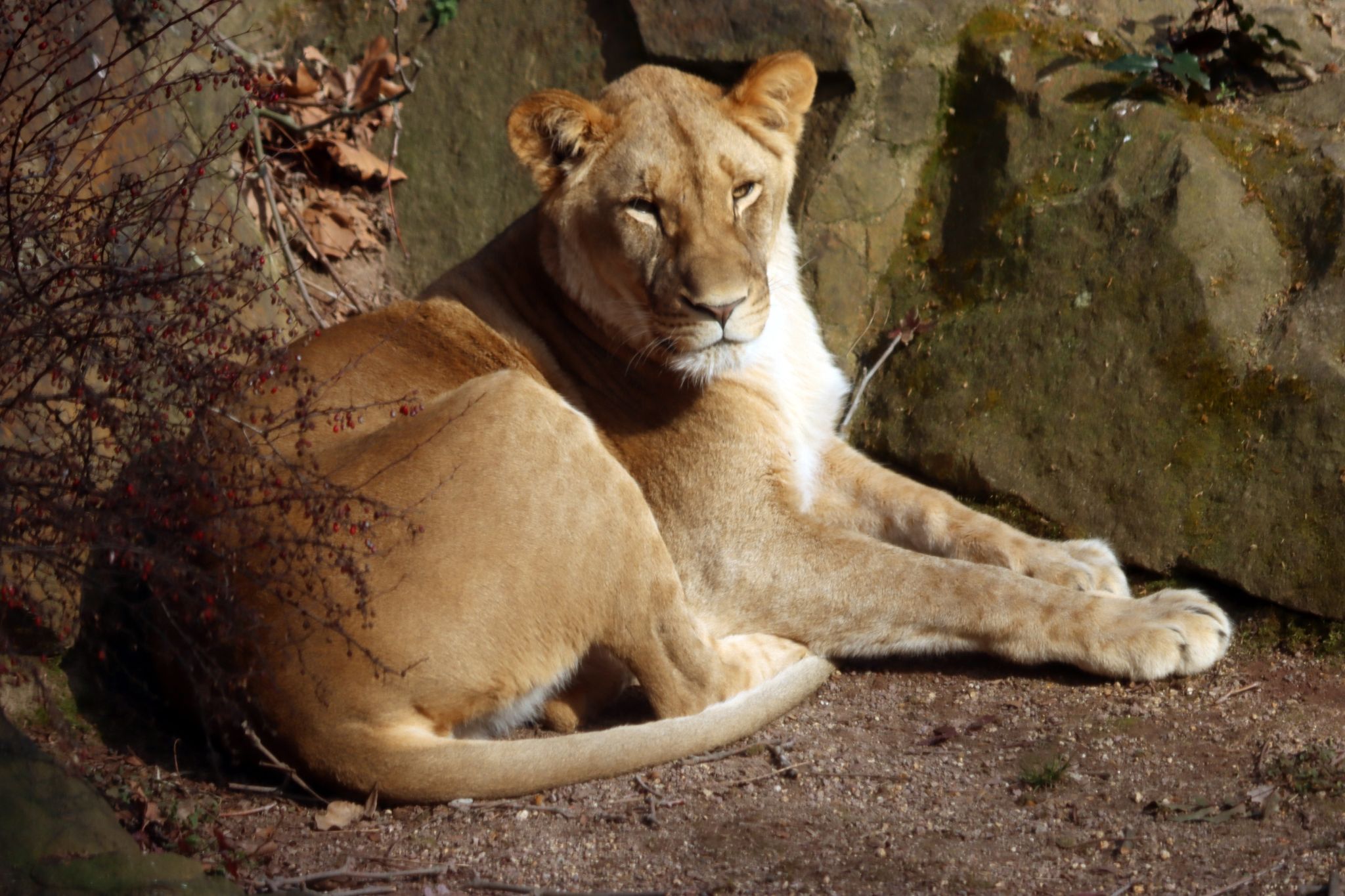 Erneut Raubkatze in Südafrika entlaufen