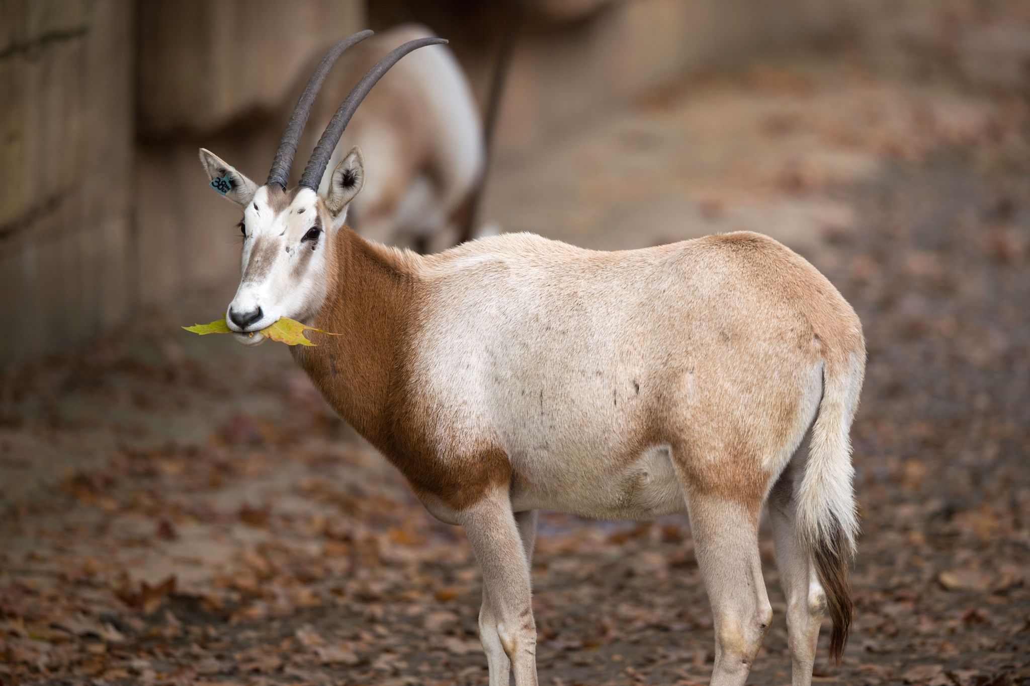 Dutzende Arten leben nur noch in Zoos: «Herkulesaufgabe»