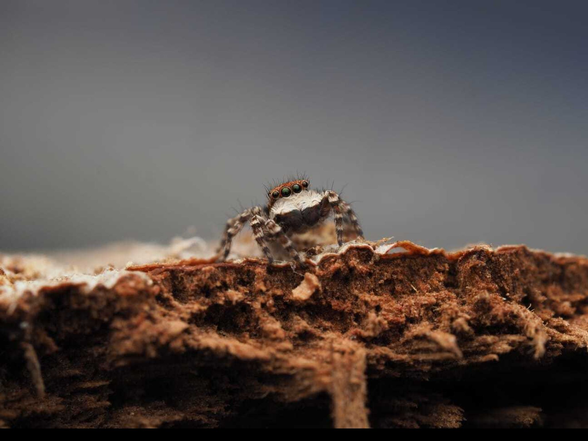 Australien: Expedition entdeckt drei unbekannte Spinnenarten