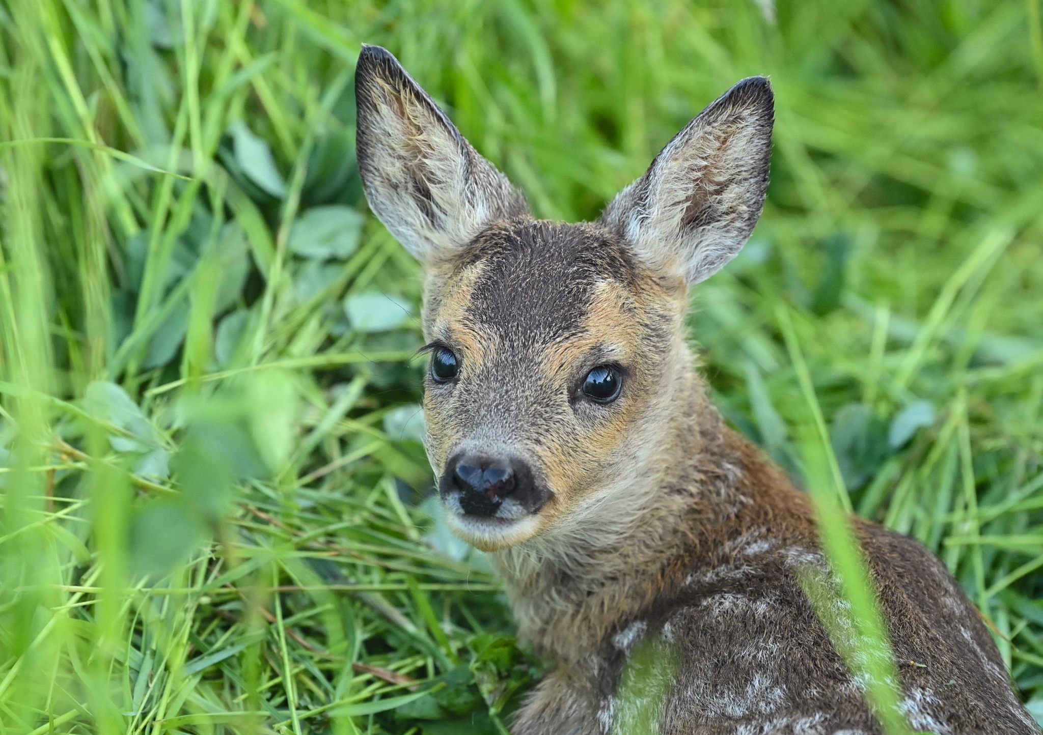 «Bambi» – ein Klischee aus dem Wald
