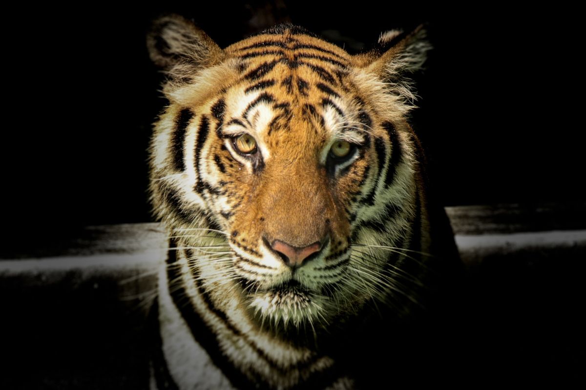 Schrecklicher Tier-Angriff: Tiger tötet Rentner und Enkel