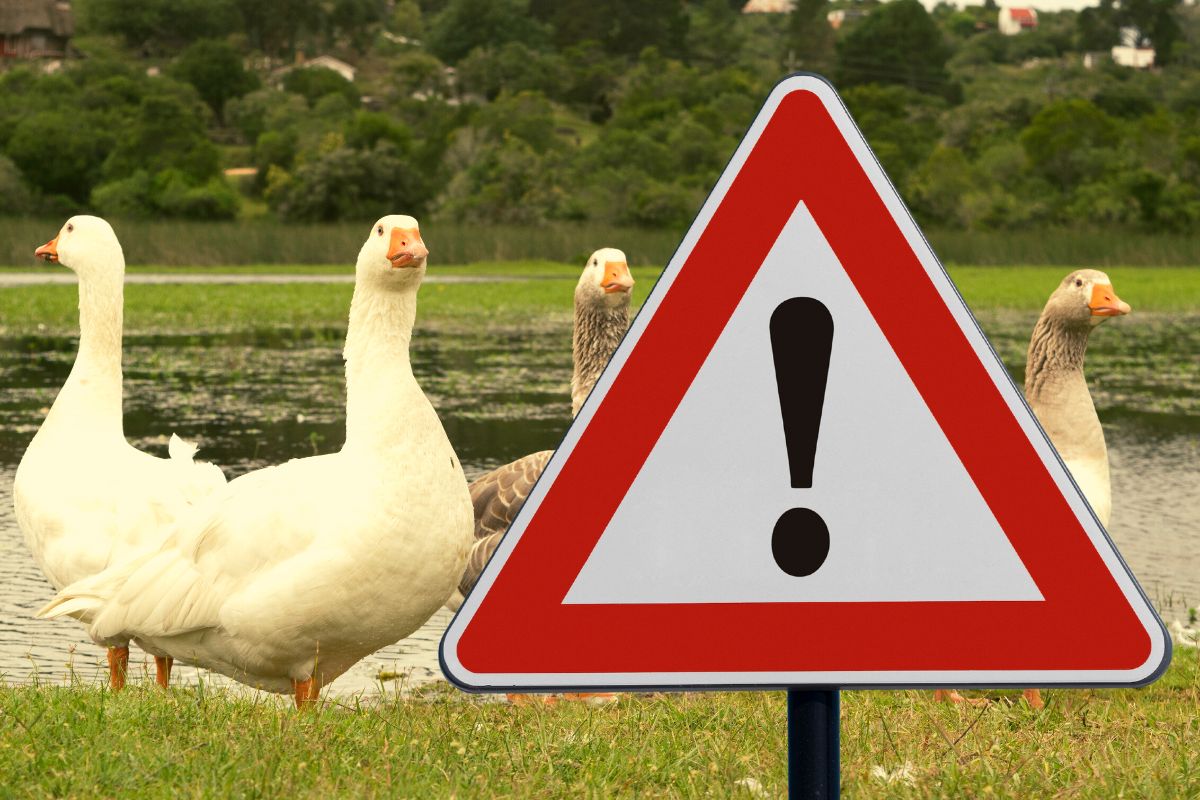 Tödliches Vogelgrippe-Virus in China!