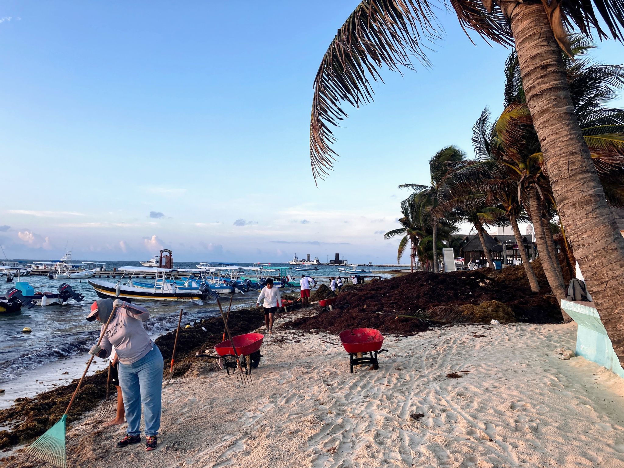 Gewaltige Algenfront bedroht Strände am Golf von Mexiko