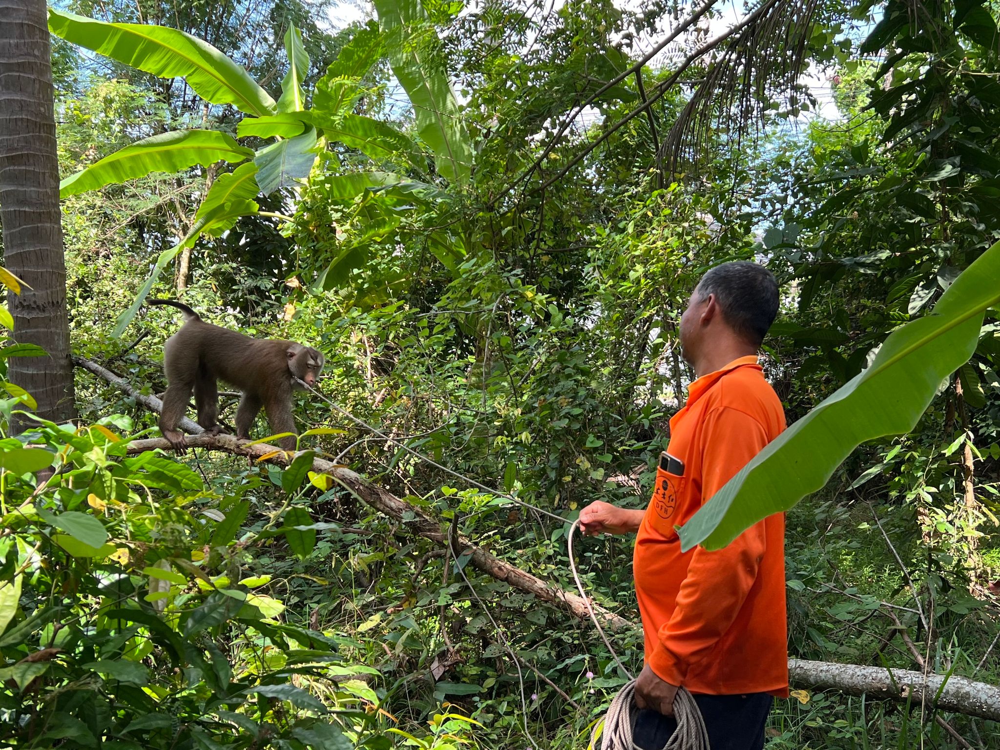 Ein Leben an der Kette: Affen als Kokospflücker in Thailand