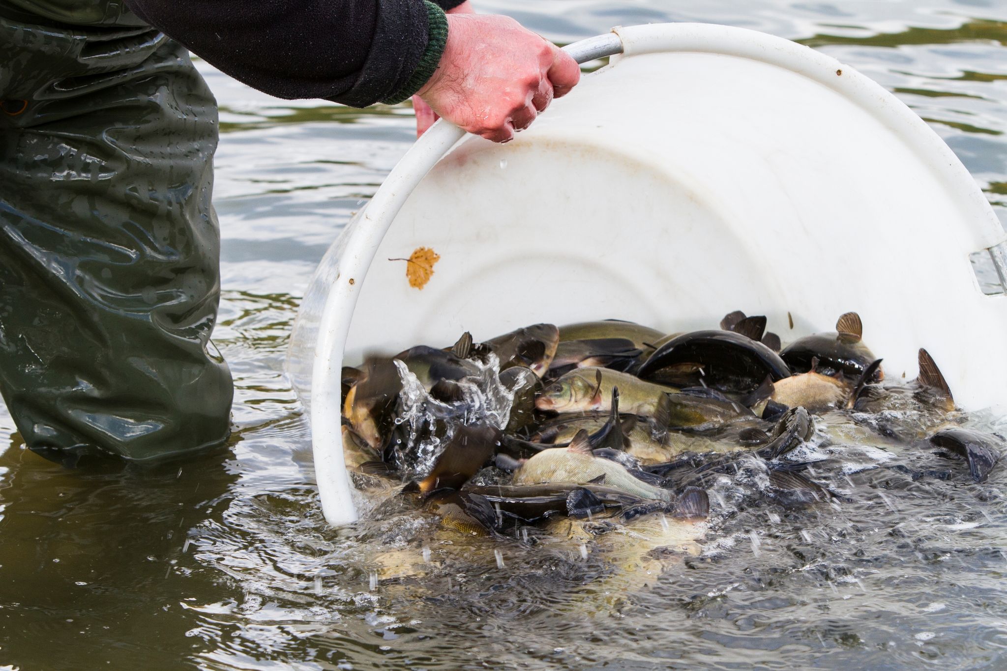 Mit Jungfischen Seen beleben? Lohnt sich wohl nur selten