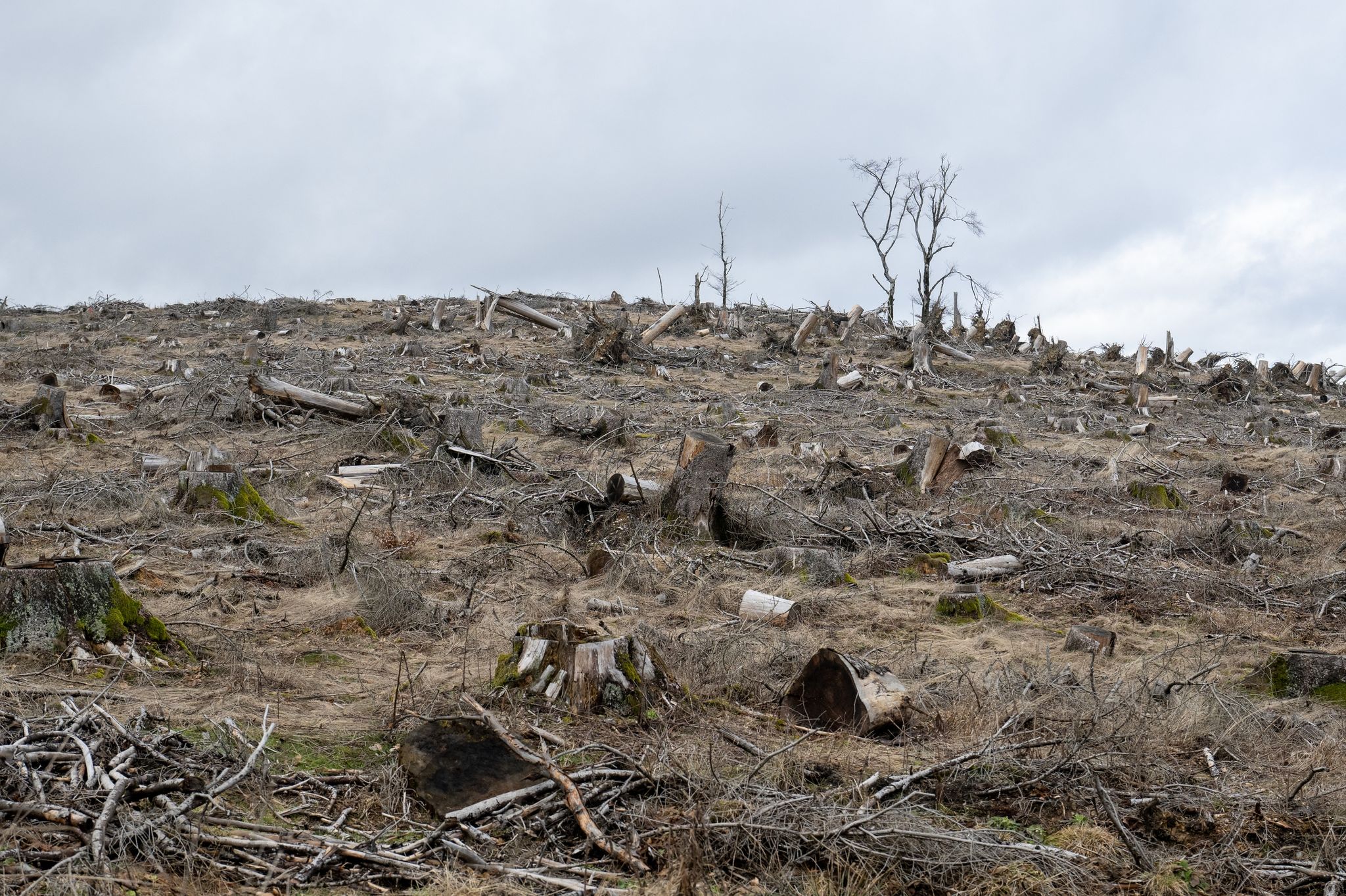 Tag des Waldes: Private Initiativen helfen bei Aufforstung