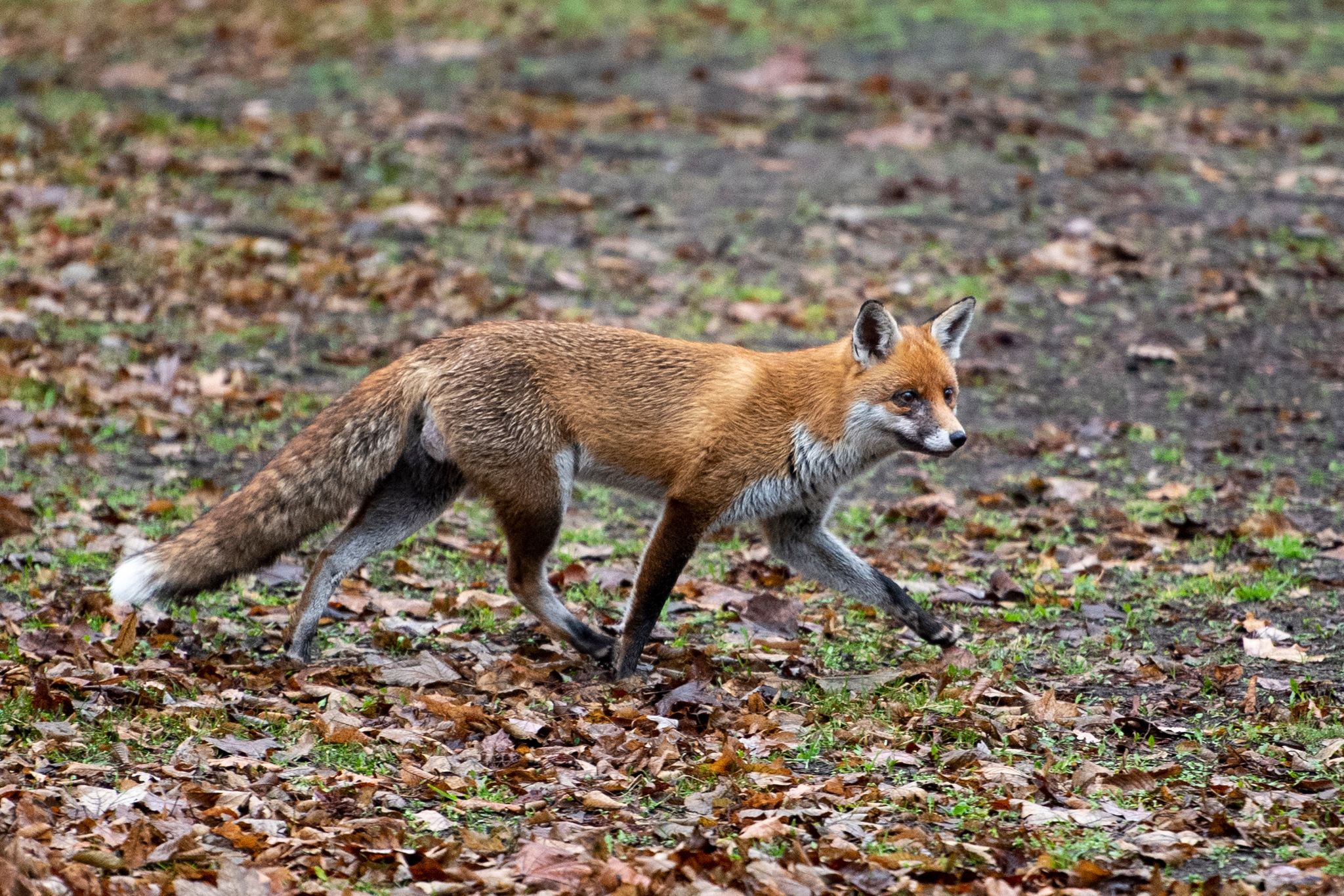 Vogelgrippe-Virus in Deutschland bei Füchsen nachgewiesen