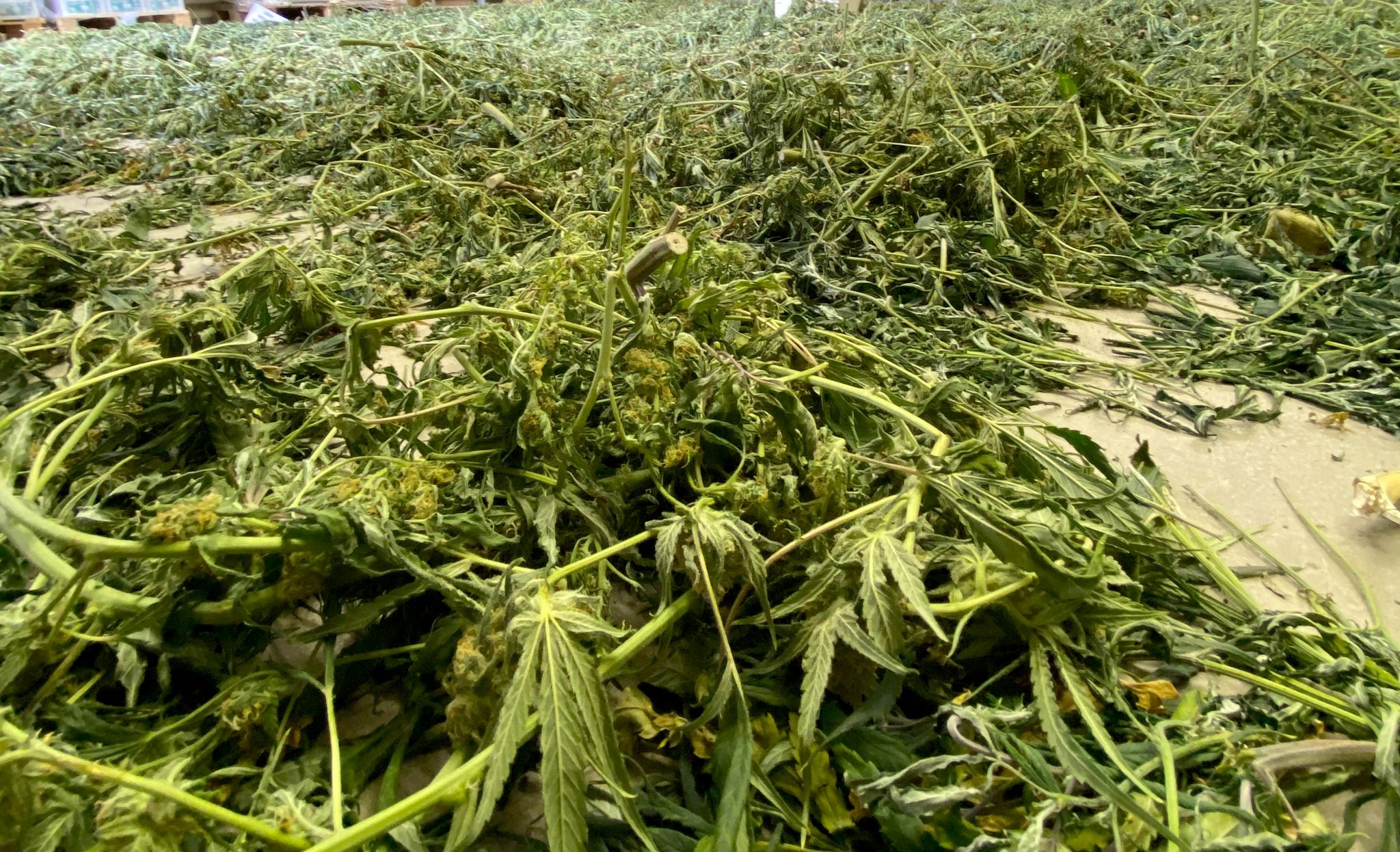 Cannabis-Gesetz lässt auf sich warten – Vorschlag «in Kürze»
