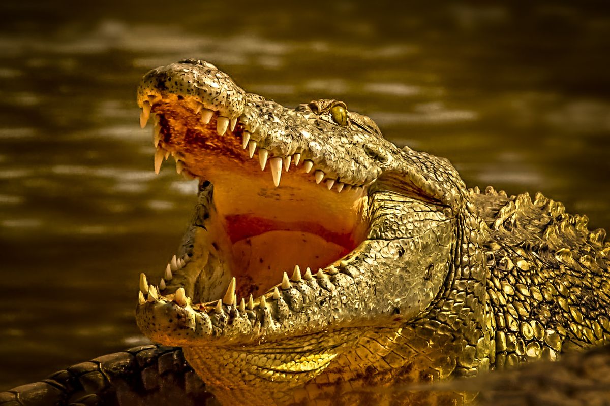 Krokodil tötet Frau – Leiche geborgen