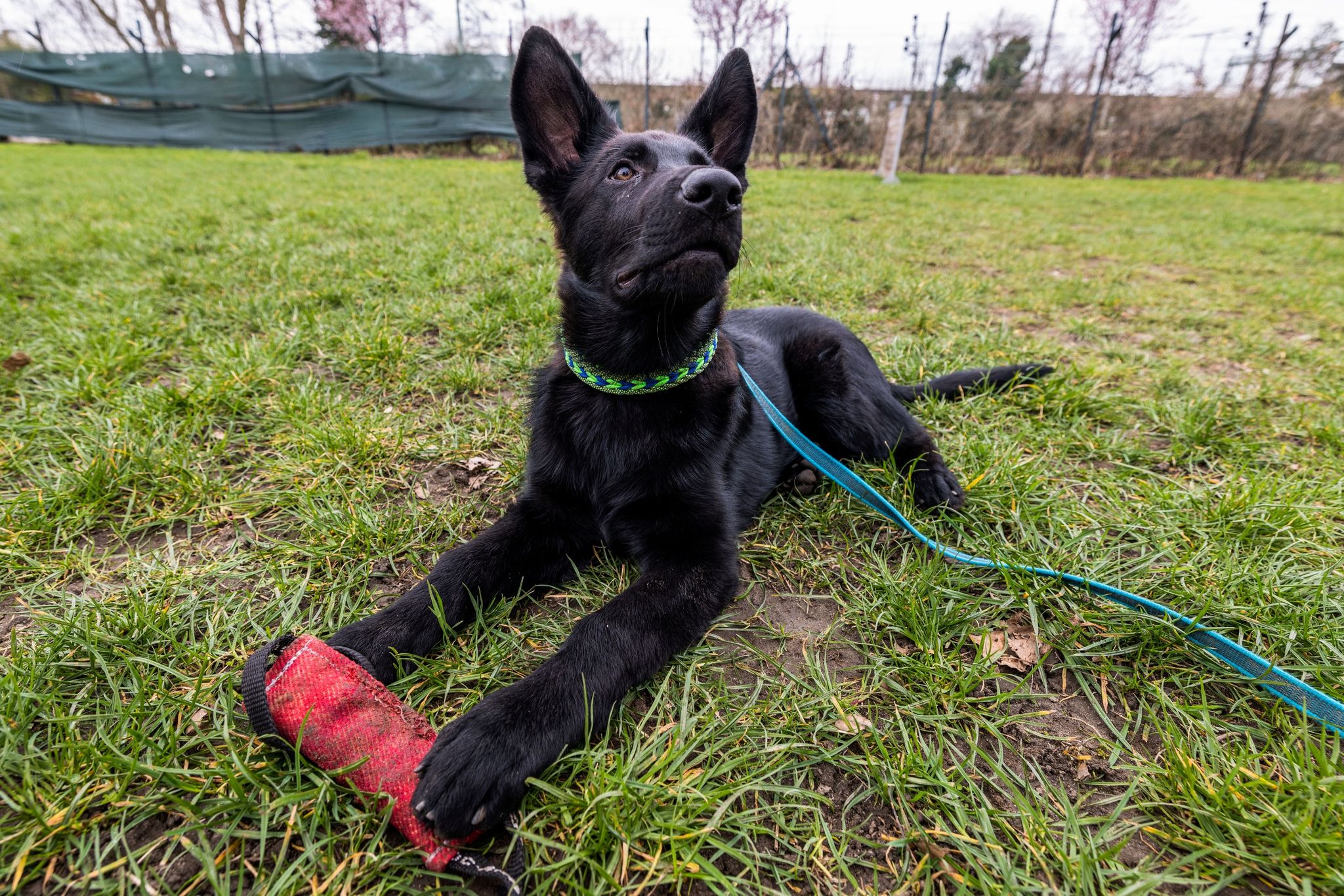 «Goethe» mit Knopfaugen: Süße Verstärkung für die Polizei